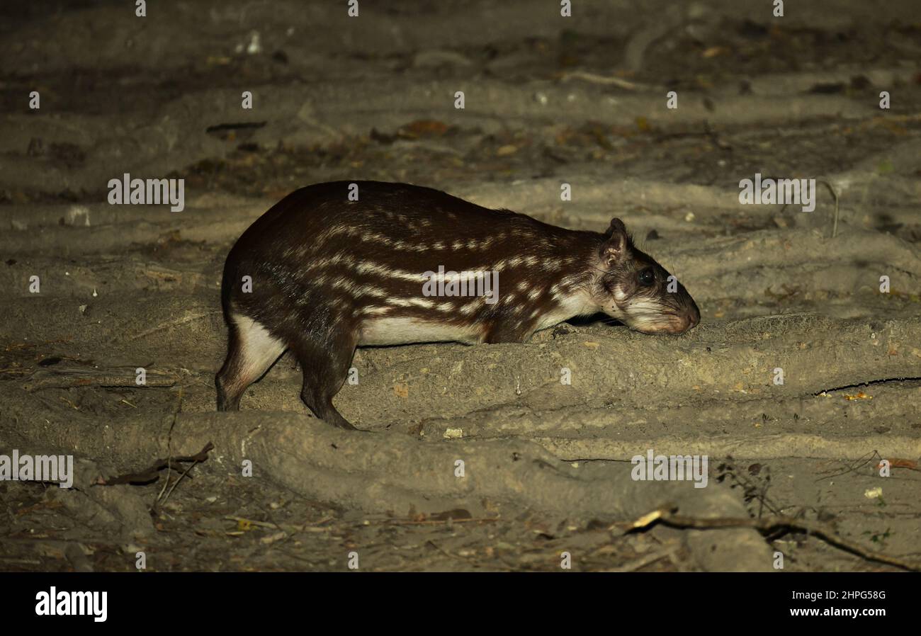 Tiefland paca (Cuniculus paca) sucht nachts nach Nahrung. Pantanal, Brasilien, Stockfoto
