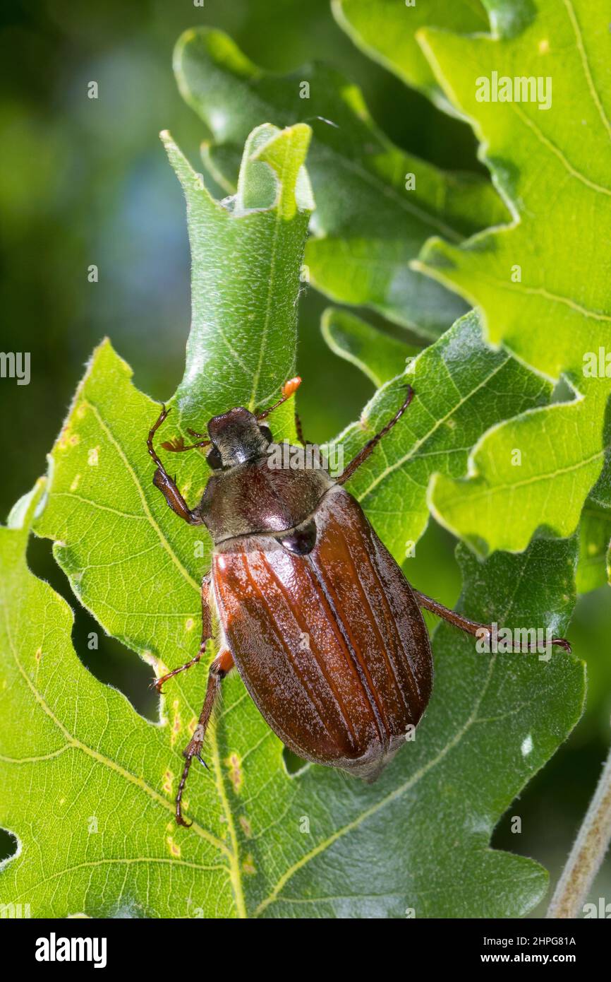 Gemeiner Maikäfer, Maikäfer, Feld-Maikäfer, Feldmaikäfer, Melolontha melolontha, An Eiche, Maybeetle, gemeiner Hahnenkäfer, Maybug, Hahnenkäfer, doodlebug Stockfoto