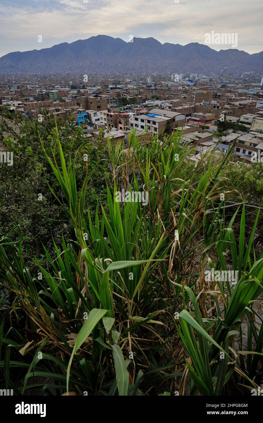 Blick vom Erholungszentrum auf den versteckten Dschungel von San Juan de Lurigancho, einem besonderen Ort mitten in der Stadt. Stockfoto