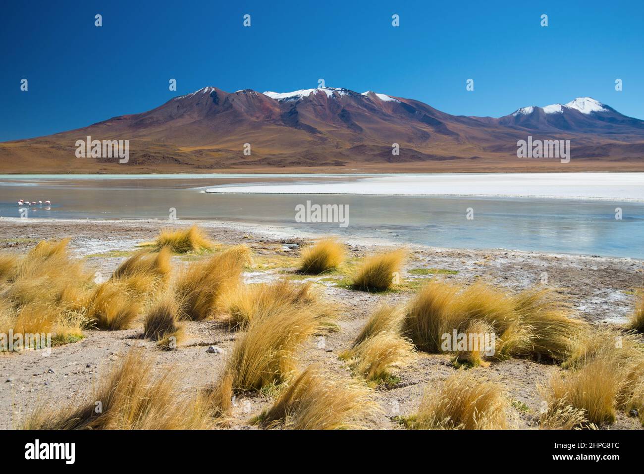 Laguna Hedionda ist einer von neun kleinen Salzseen im Andenaltiplan, Bolivien Stockfoto