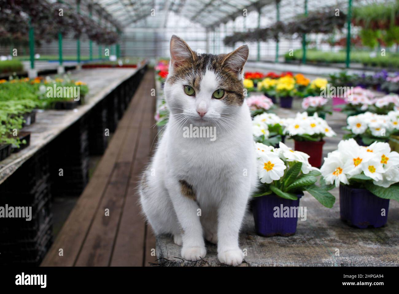 Ein weißes niedliches Kätzchen sitzt in einem Gewächshaus auf einem Hintergrund aus weißen Primeln und bunten Blumen. Stockfoto