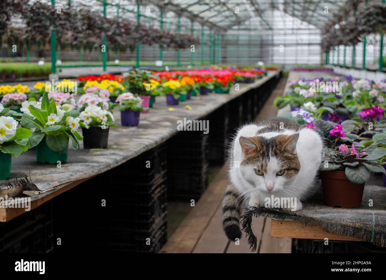 Ein weißes niedliches Kätzchen sitzt in einem Gewächshaus auf einem Hintergrund aus weißen Primeln und bunten Blumen. Stockfoto