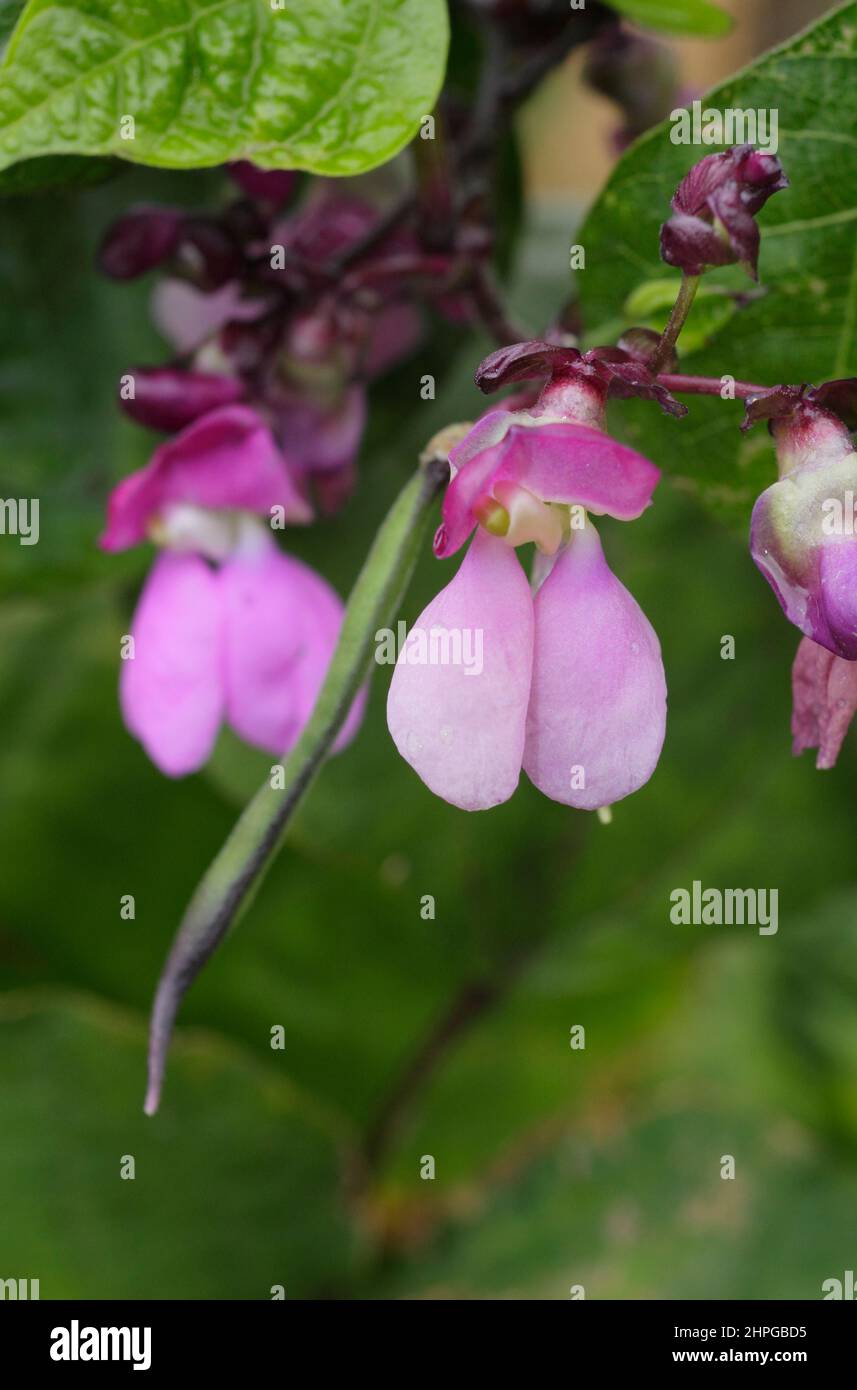 Französische Bohnenblüten. Blüten und sich entwickelnde Schoten von Phaseolus vulgaris 'Violet podded' kletternder französischer Bohne. VEREINIGTES KÖNIGREICH Stockfoto