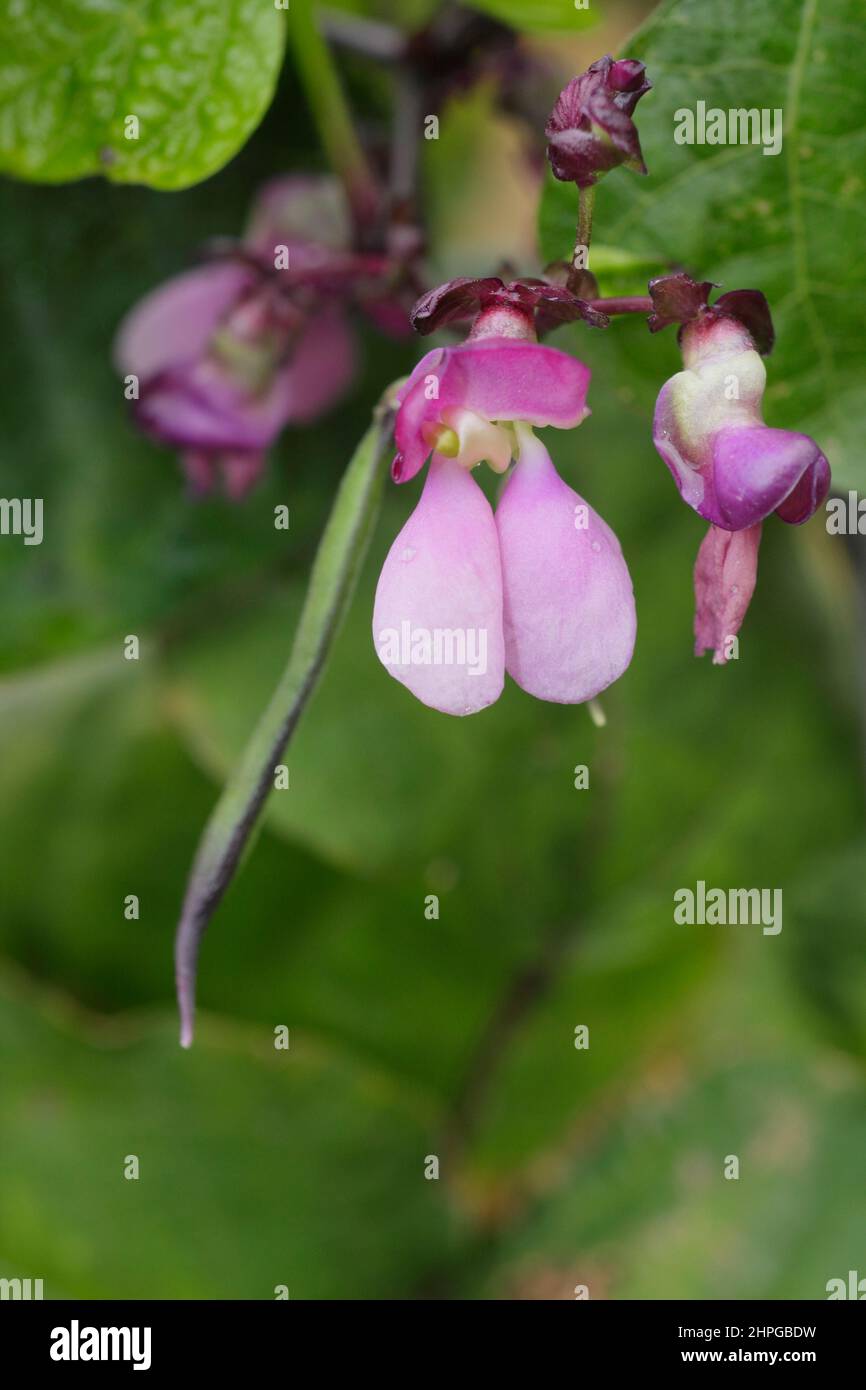 Französische Bohnenblüten. Blüten und sich entwickelnde Schoten von Phaseolus vulgaris 'Violet podded' kletternder französischer Bohne. VEREINIGTES KÖNIGREICH Stockfoto