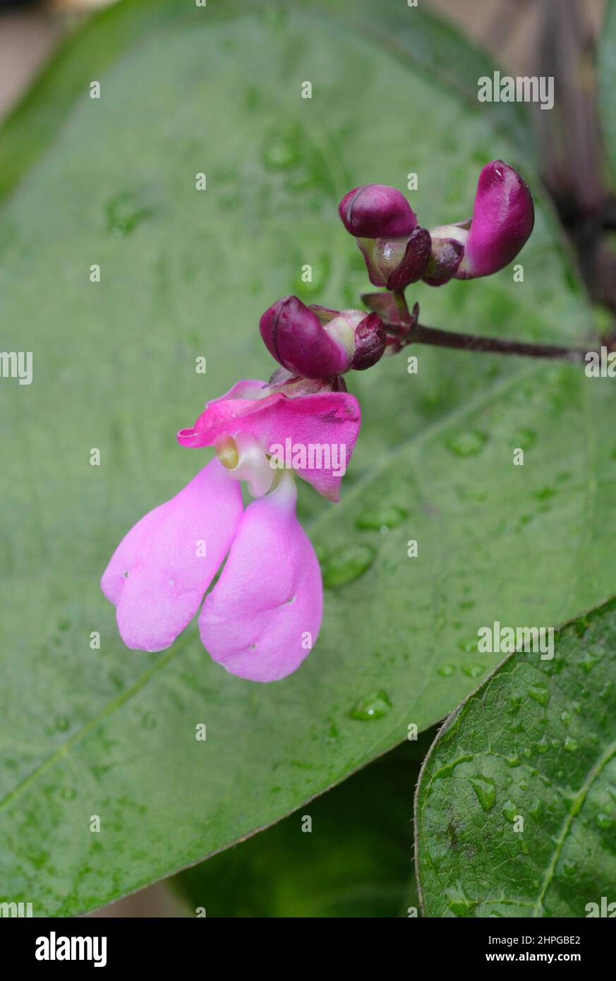 Französische Bohnenblüten. Blüten von Phaseolus vulgaris 'Violet podded' kletternder französischer Bohne. VEREINIGTES KÖNIGREICH Stockfoto