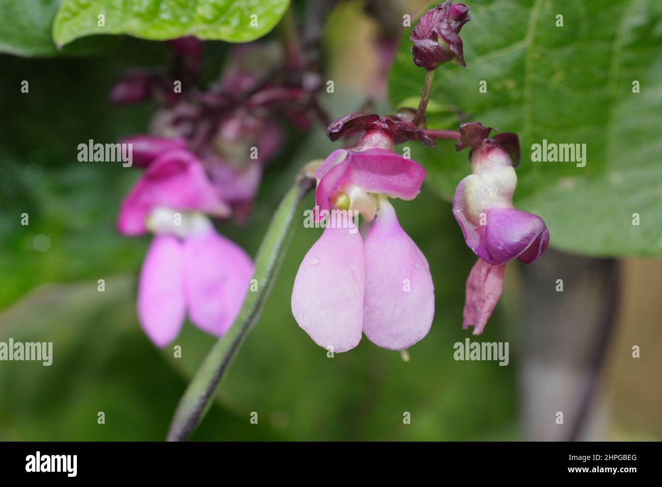 Französische Bohnenblüten. Blüten und sich entwickelnde Schoten von Phaseolus vulgaris 'Violet podded' kletternder französischer Bohne. VEREINIGTES KÖNIGREICH Stockfoto