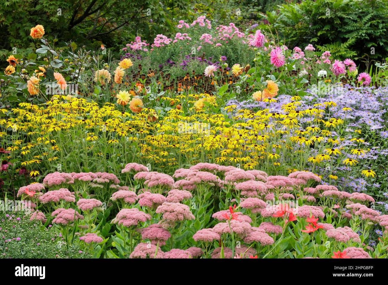 Abdriften von Aster frikartii 'Monch', Rudbeckia fulgida 'Goldsturm', sedum 'Autumn Joy' und Aster Andenken an alma potchske' im Frühherbstrand. VEREINIGTES KÖNIGREICH Stockfoto