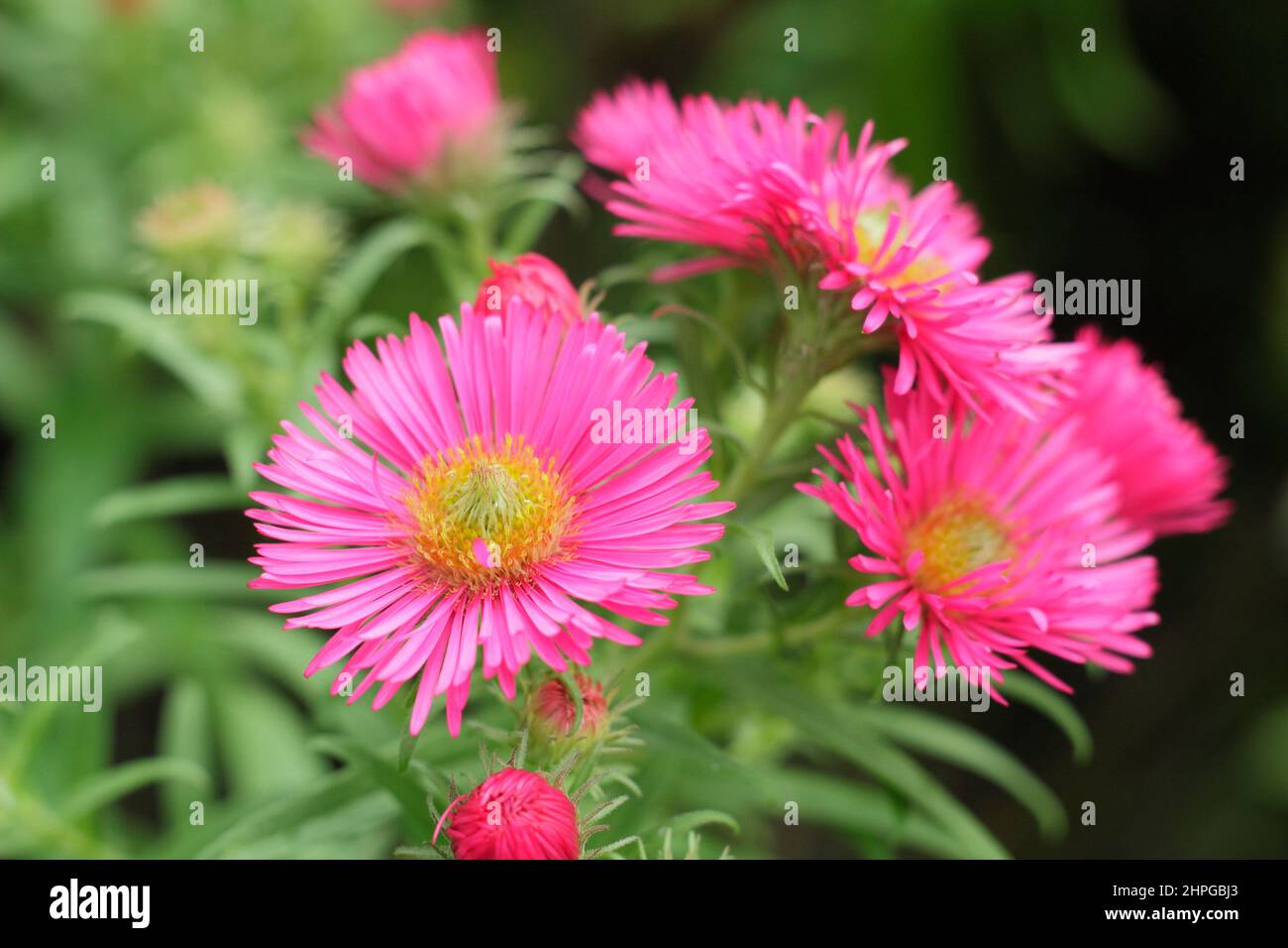 Aster novae-angliae 'Andenken an Alma Potschke, Neuengland Aster.UK Stockfoto