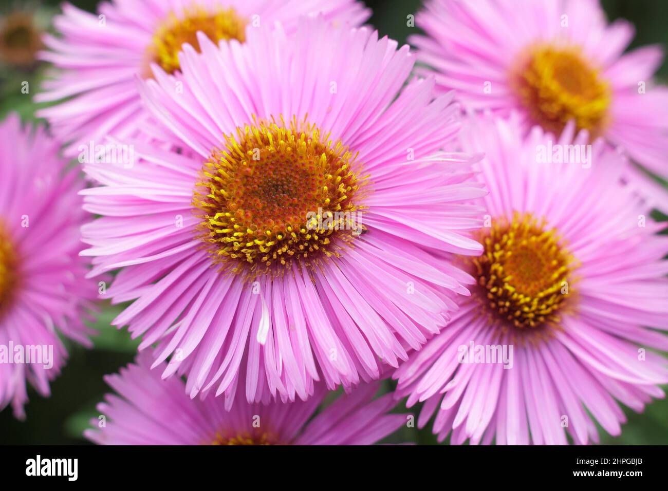 Symphyotrichum novae-angliae 'Barr's Pink' New England Aster blüht im Frühherbst. VEREINIGTES KÖNIGREICH Stockfoto