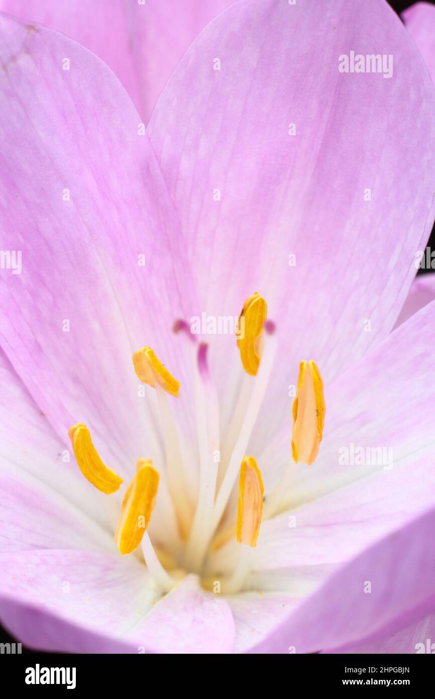 Colchicum 'Lilac Wonder' Herbstkrokus. Blumenzwiebel im Herbst. VEREINIGTES KÖNIGREICH Stockfoto