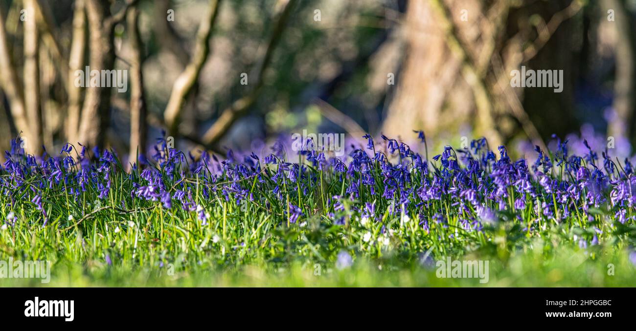Eine Nahaufnahme von Native Bluegells in einem uralten Wald mit Hazel Coppice im Hintergrund. Suffolk, Großbritannien Stockfoto