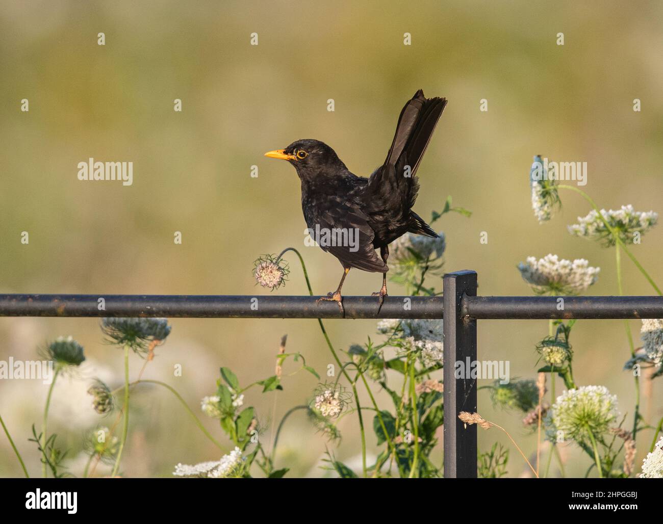 Ein stolzer männlicher Blackbird thronte auf einem Landzungezäunt vor einem sauberen Hintergrund wilder Blumen. Suffolk, Großbritannien Stockfoto