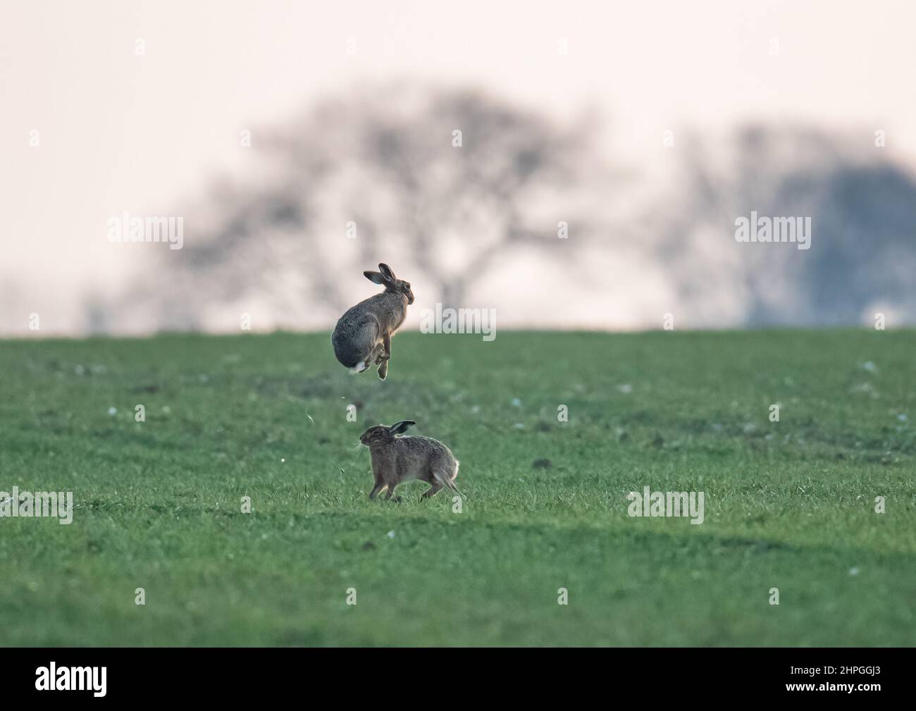Springende Hasen, Mad Marsch Verhalten von einem Paar Brown Hasen , springen hoch in die Luft in einem Balz Schlacht . Suffolk, Großbritannien Stockfoto
