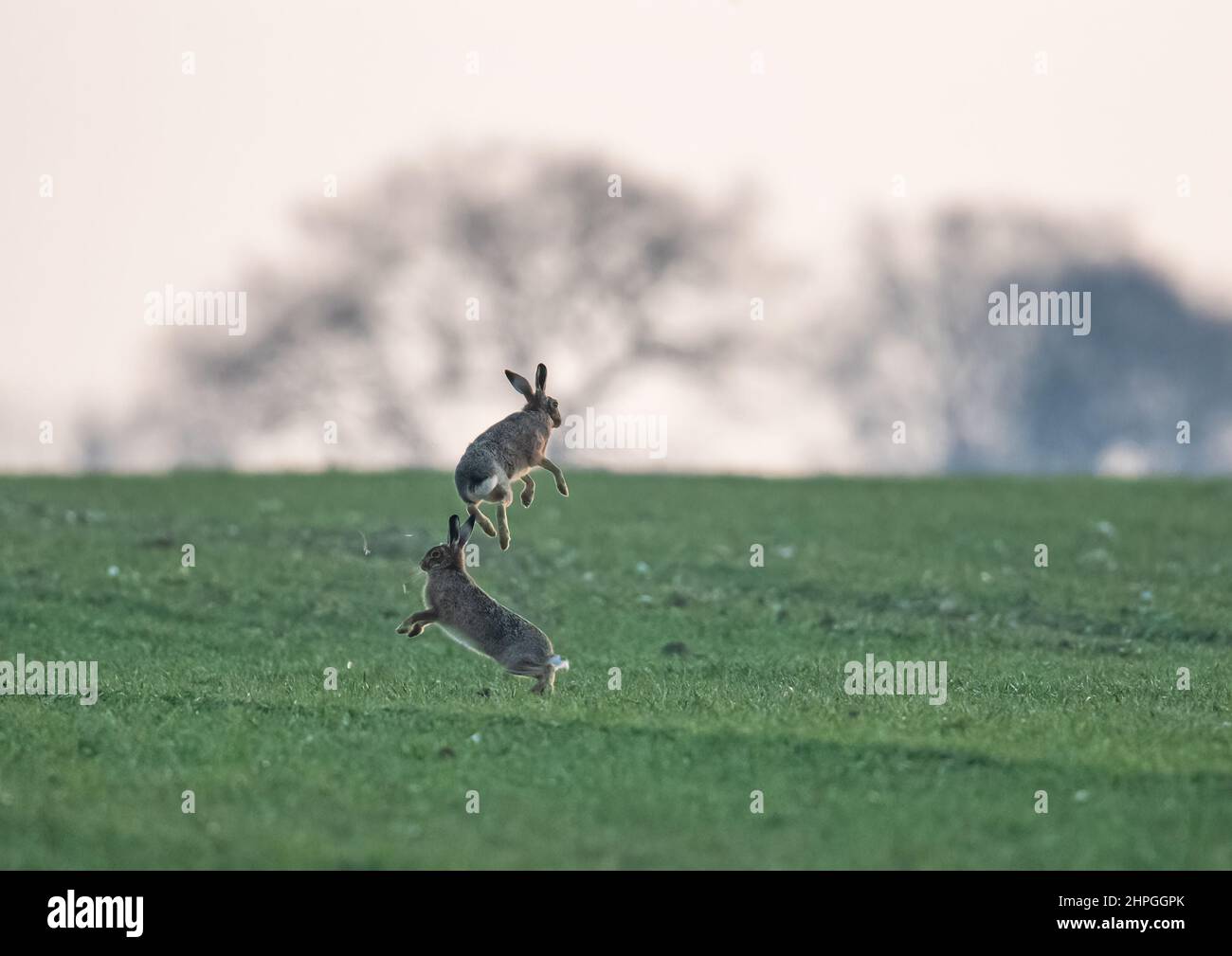 A hare jumping -Fotos und -Bildmaterial in hoher Auflösung – Alamy