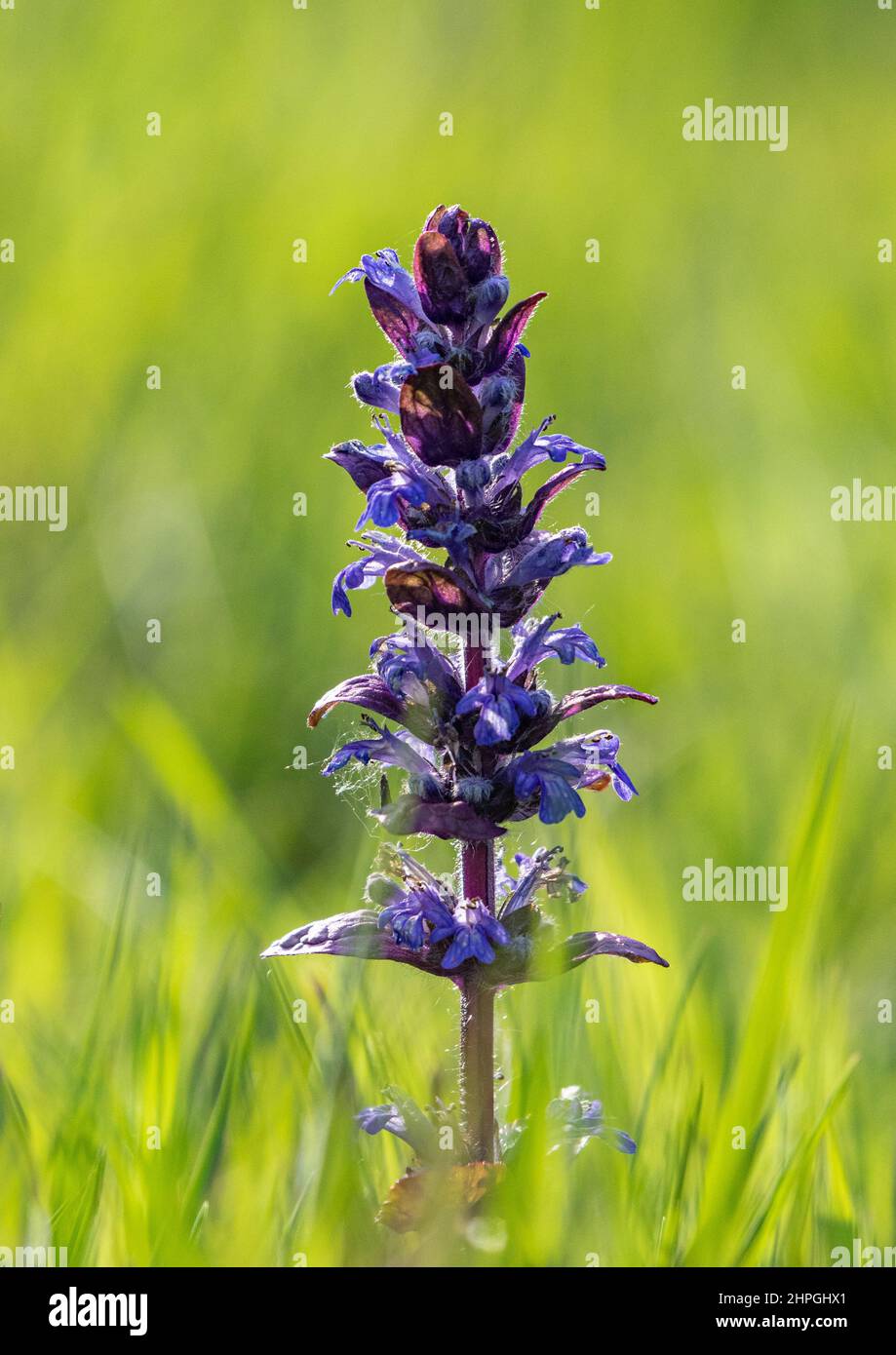 Eine Makroaufnahme eines einzelnen Blütenstiels von Bugle, Ajuga reptans. Es zeigt die Details der Blume auf einem sauberen, natürlichen grünen Hintergrund. Suffolk.UK Stockfoto