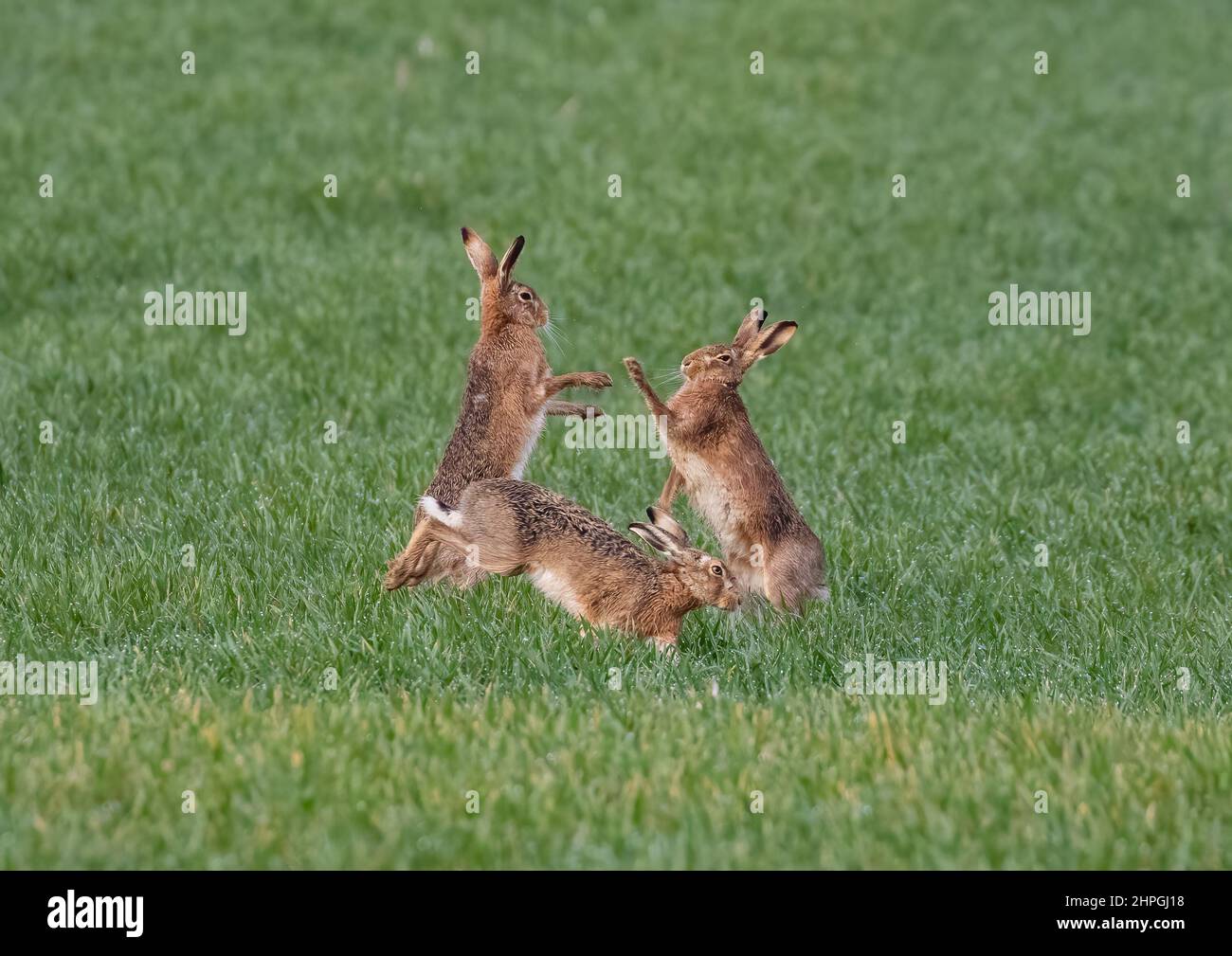 Liebesdreieck. Drei braune Hasen schlagen es für die Aufmerksamkeit des Weibchens aus. Boxen, jagen und kämpfen im Tau und Weizen. Suffolk, Großbritannien Stockfoto