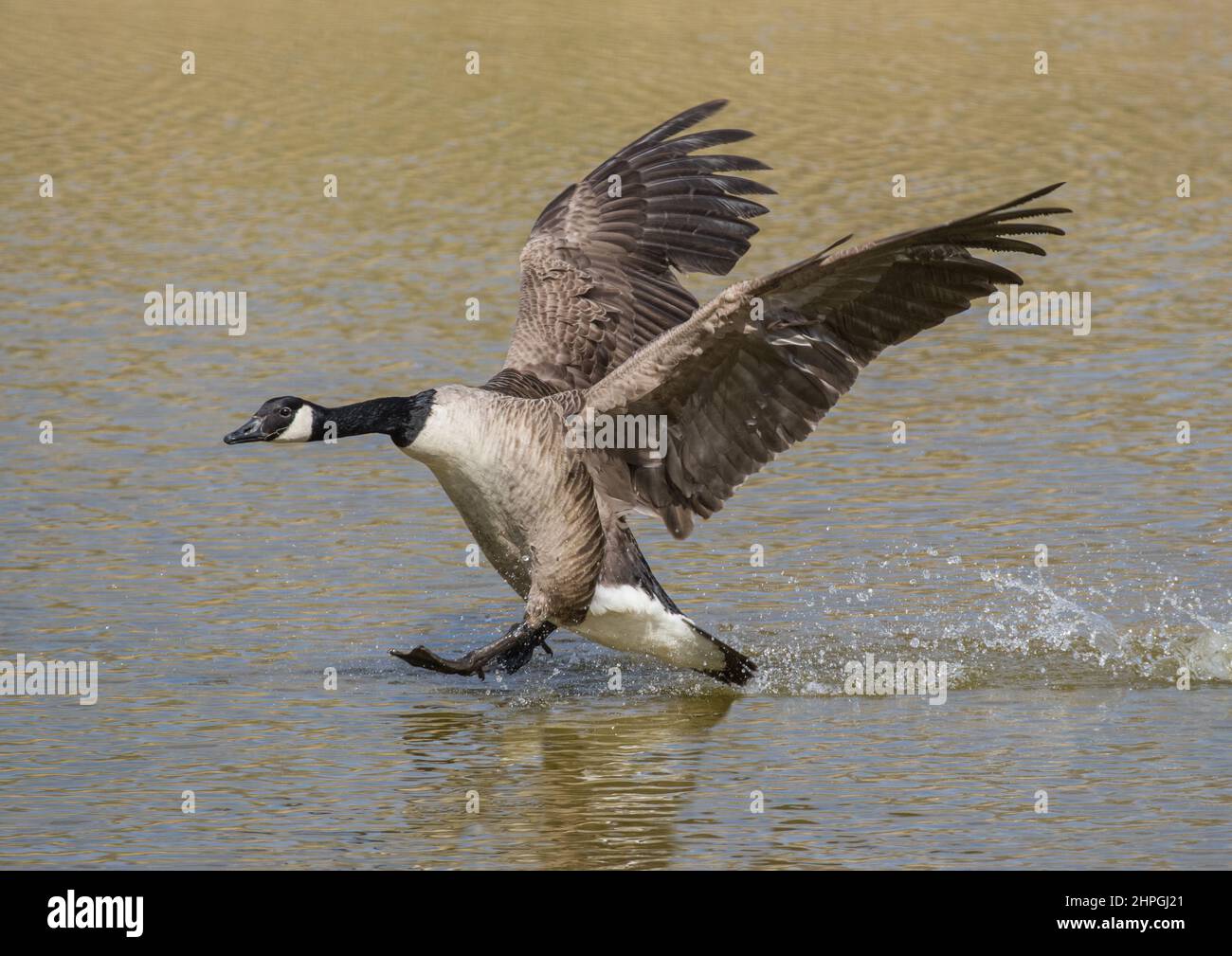 Eine Nahaufnahme einer Canada Goose, die mit ausgestreckten Flügeln an Land auf einem Suffolk-See kommt. Es sieht so aus, als würde es auf dem Wasser laufen. VEREINIGTES KÖNIGREICH Stockfoto