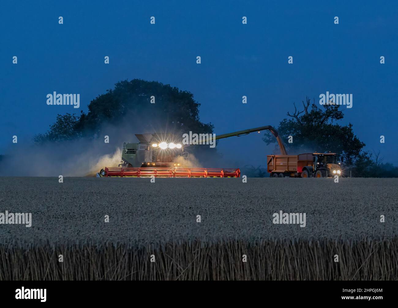 Die Ernte ist im Gange und geht bis in die Nacht. Ein Mähdrescher, der Getreide in den angrenzenden Traktor und Anhänger ablädt. Suffolk, Großbritannien Stockfoto