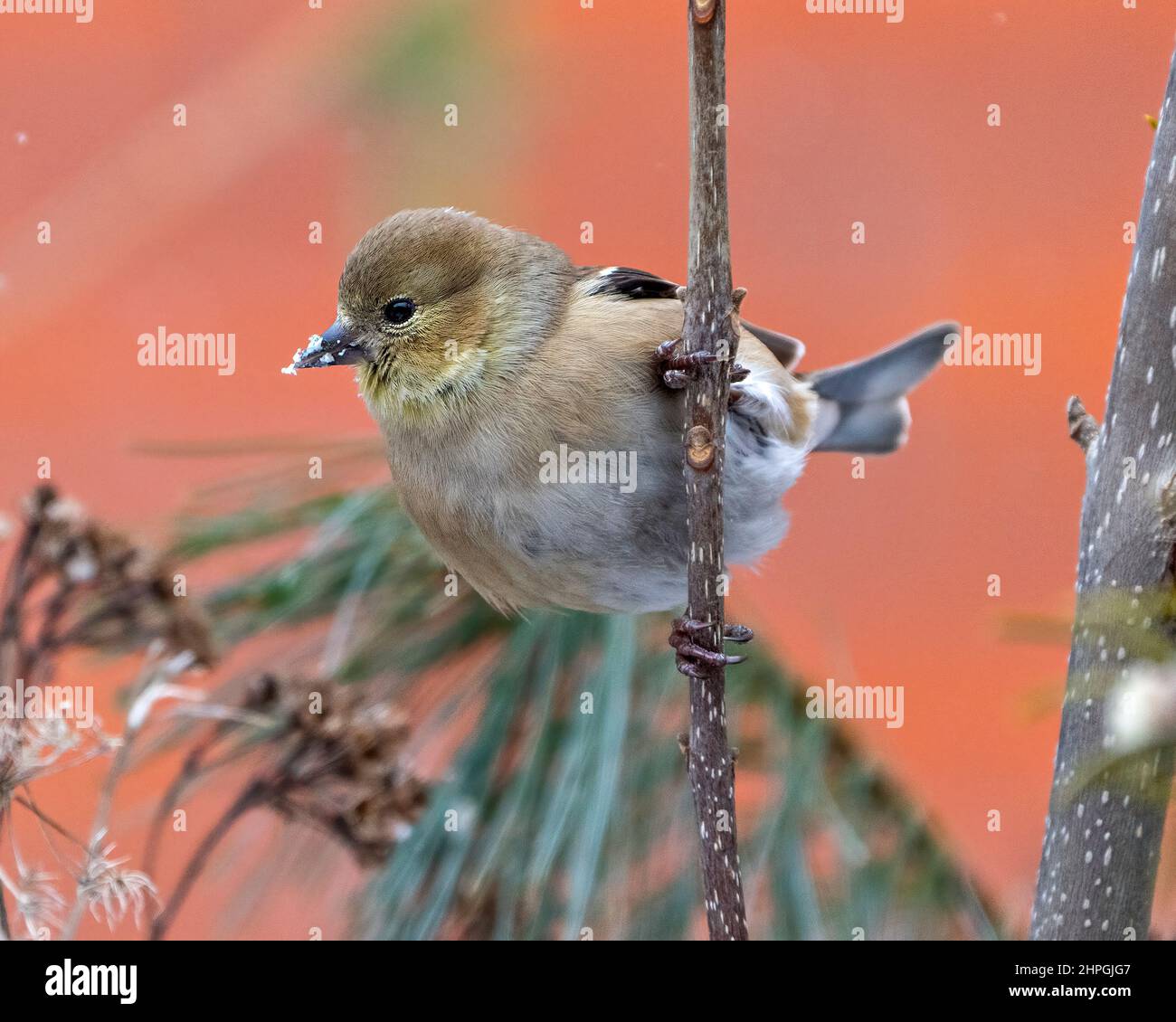 American Goldfinch Nahaufnahme Profil, thront auf einem Zweig mit einem verschwommenen orangen Hintergrund in seiner Umgebung und Lebensraum Umgebung. Stockfoto