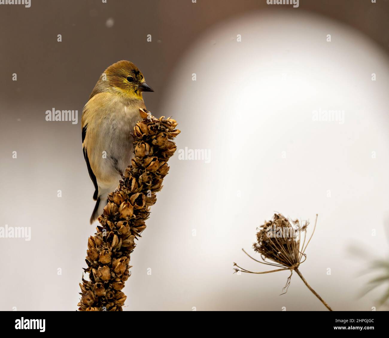 American Goldfinch thronte auf einem Laubzweig mit einem unscharfen Hintergrund in seiner Umgebung und Umgebung. Stockfoto