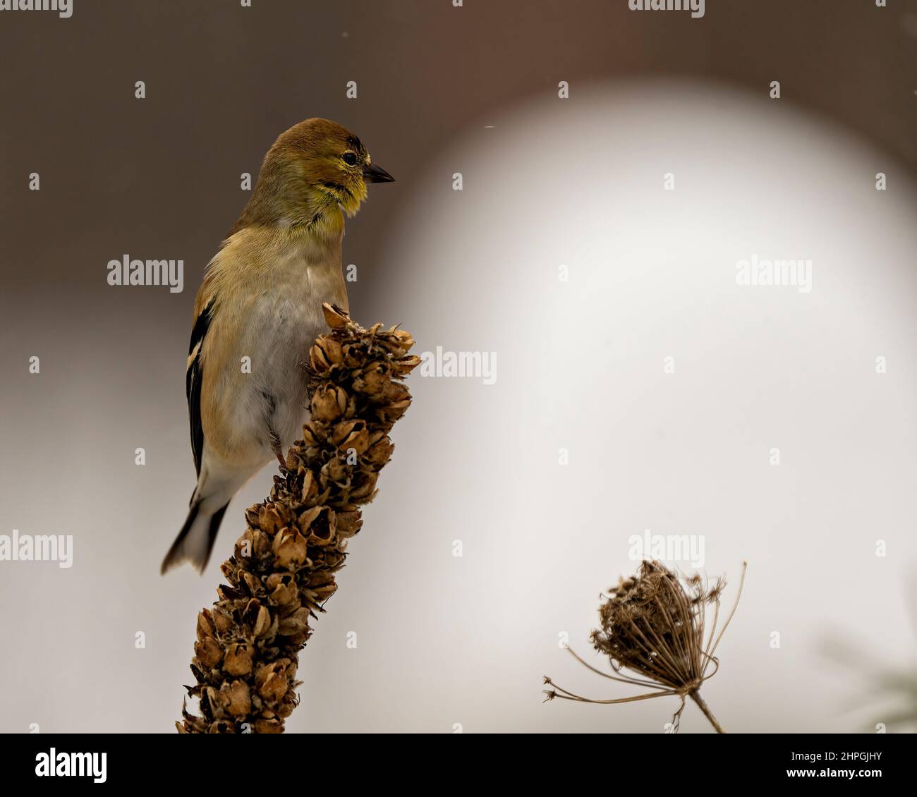 American Goldfinch thronte auf einem Laubzweig mit einem unscharfen Hintergrund in seiner Umgebung und Umgebung. Stockfoto