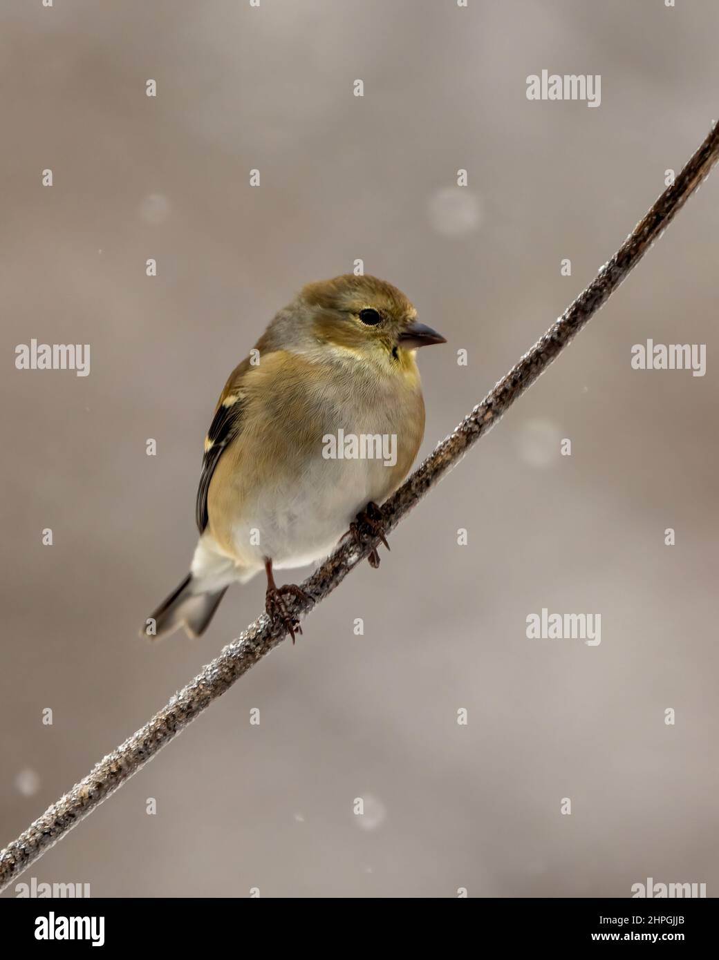 American Goldfinch Nahaufnahme Profil, auf einem Zweig mit einem unscharfen Hintergrund in seiner Umgebung und Lebensraum Umgebung thront. Stockfoto