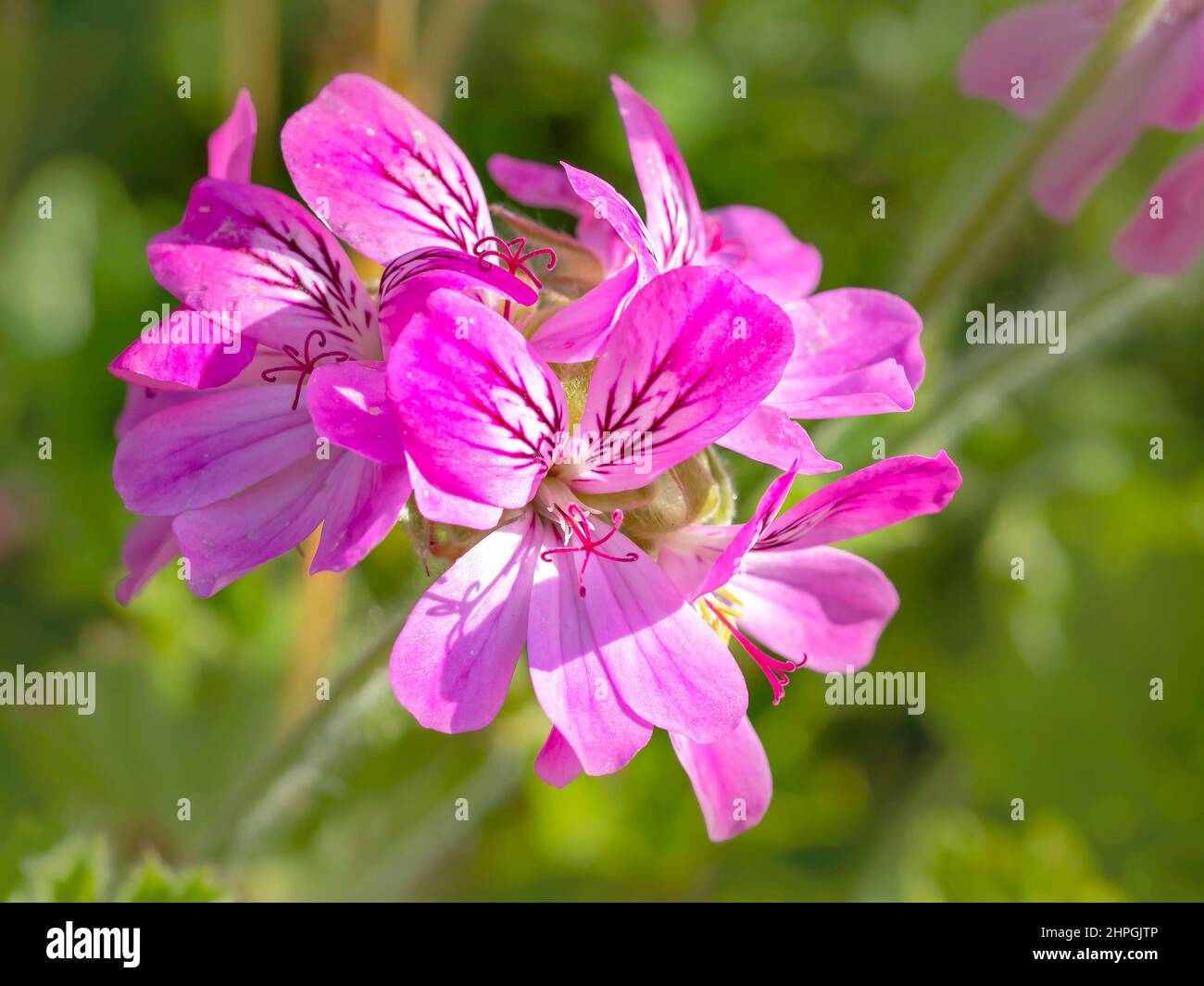 Schöne rosa Pelargonium Geranie Blume in einem Garten Stockfoto