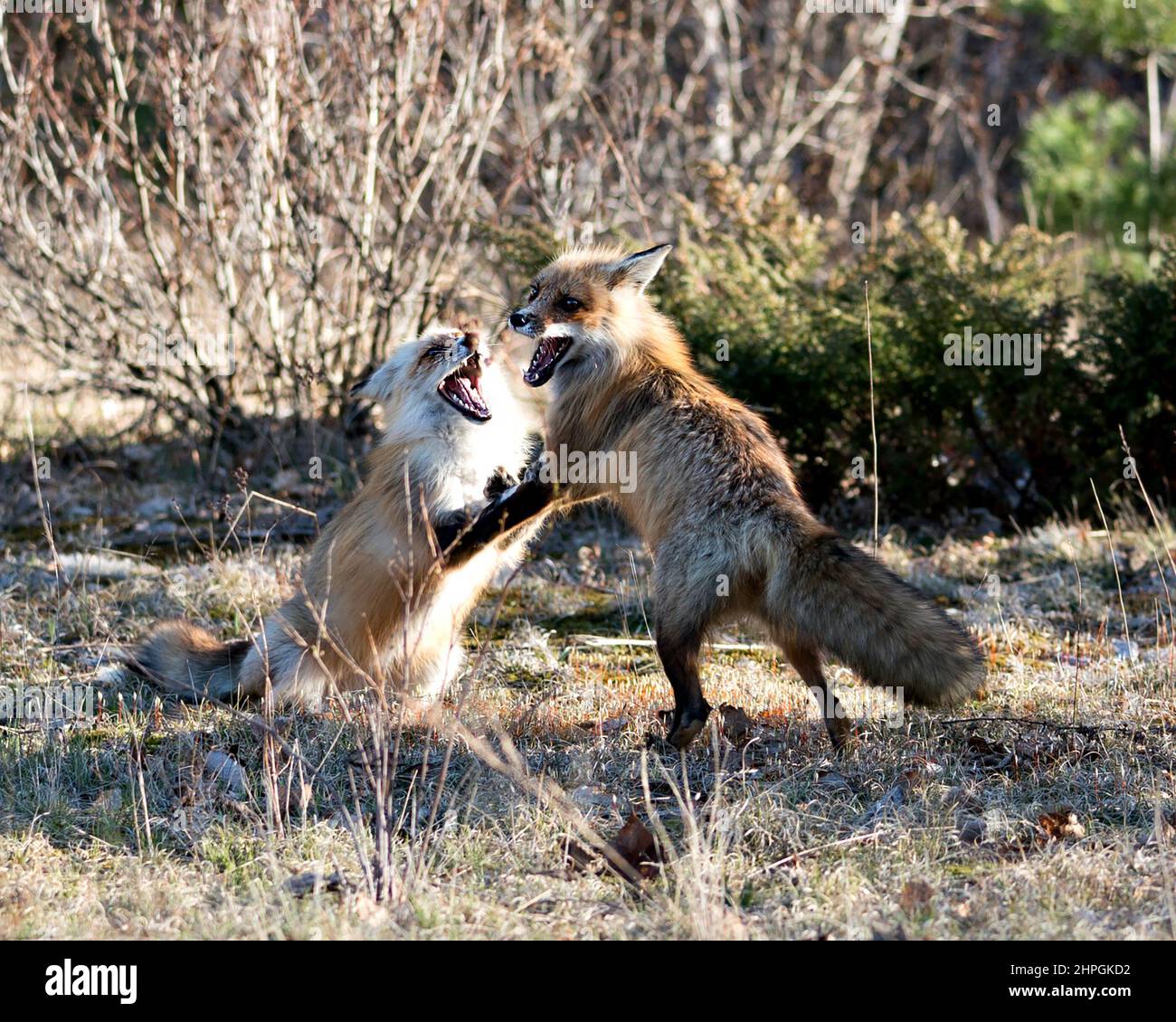 Füchse traben, spielen, kämpfen, interagieren mit einem Konfliktverhalten in ihrer Umgebung und ihrem Lebensraum mit einem verschwommenen Waldhintergrund. Stockfoto