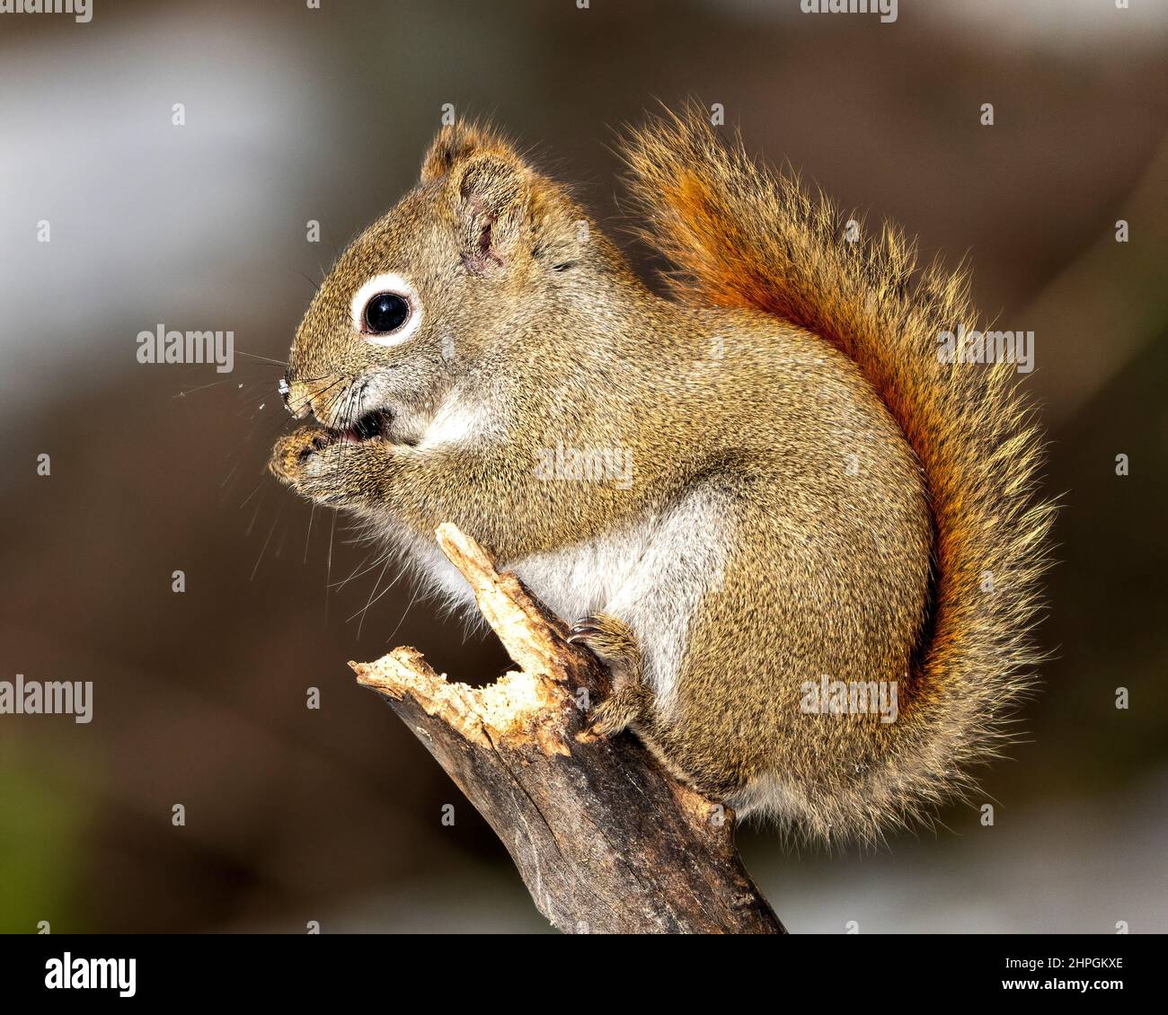 Eichhörnchen Nahaufnahme Profil Seitenansicht im Wald stehend auf einem Ast Baum mit einem verschwommenen Hintergrund mit seinem braunen Fell, Pfoten, buschigen Schwanz. Stockfoto