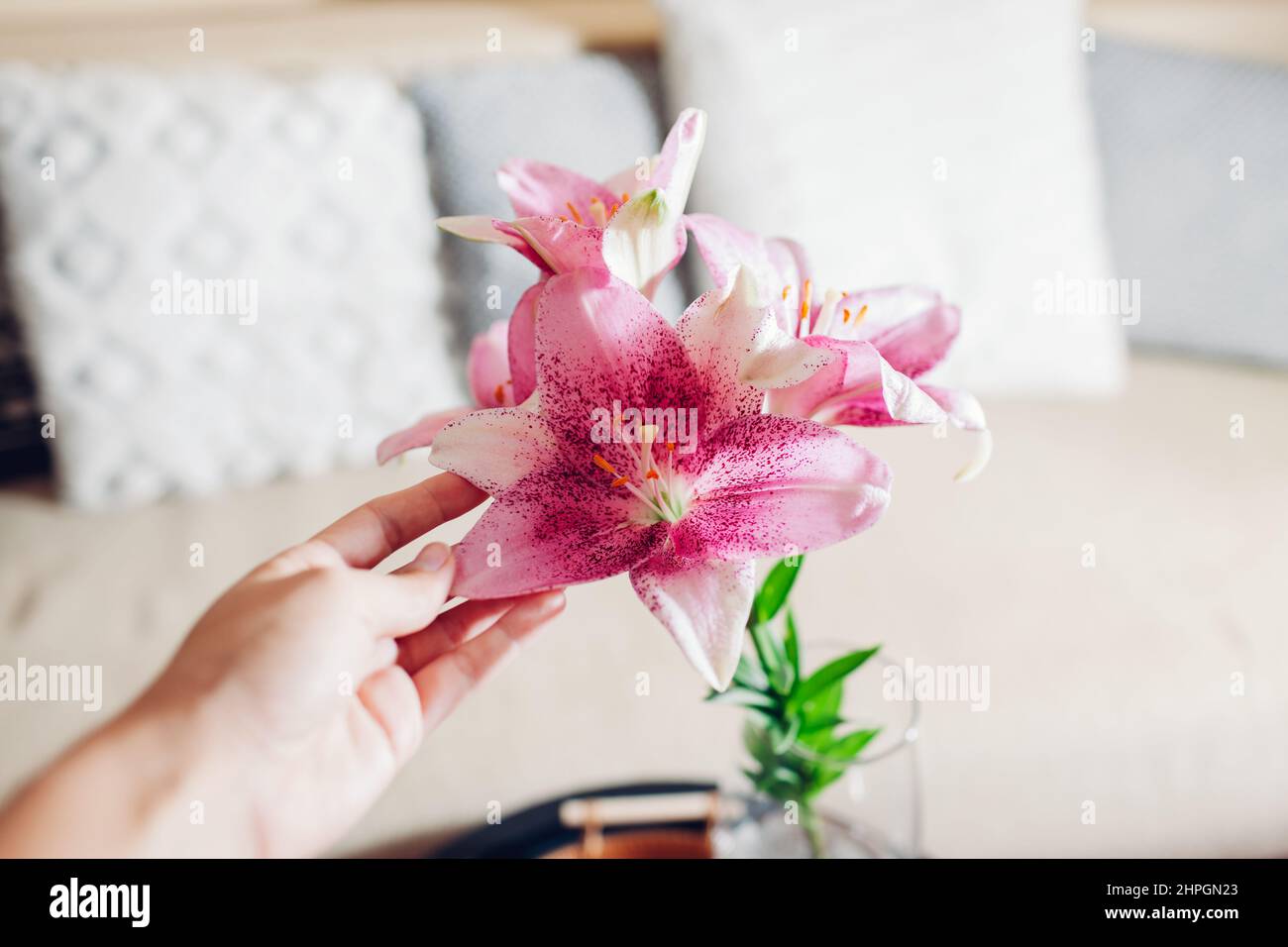 Bouquet von frischen Lilienblumen in Vase zu Hause. Nahaufnahme von rosa Blüten. Innenausstattung und Einrichtung. Frau berührt Blütenblätter Stockfoto