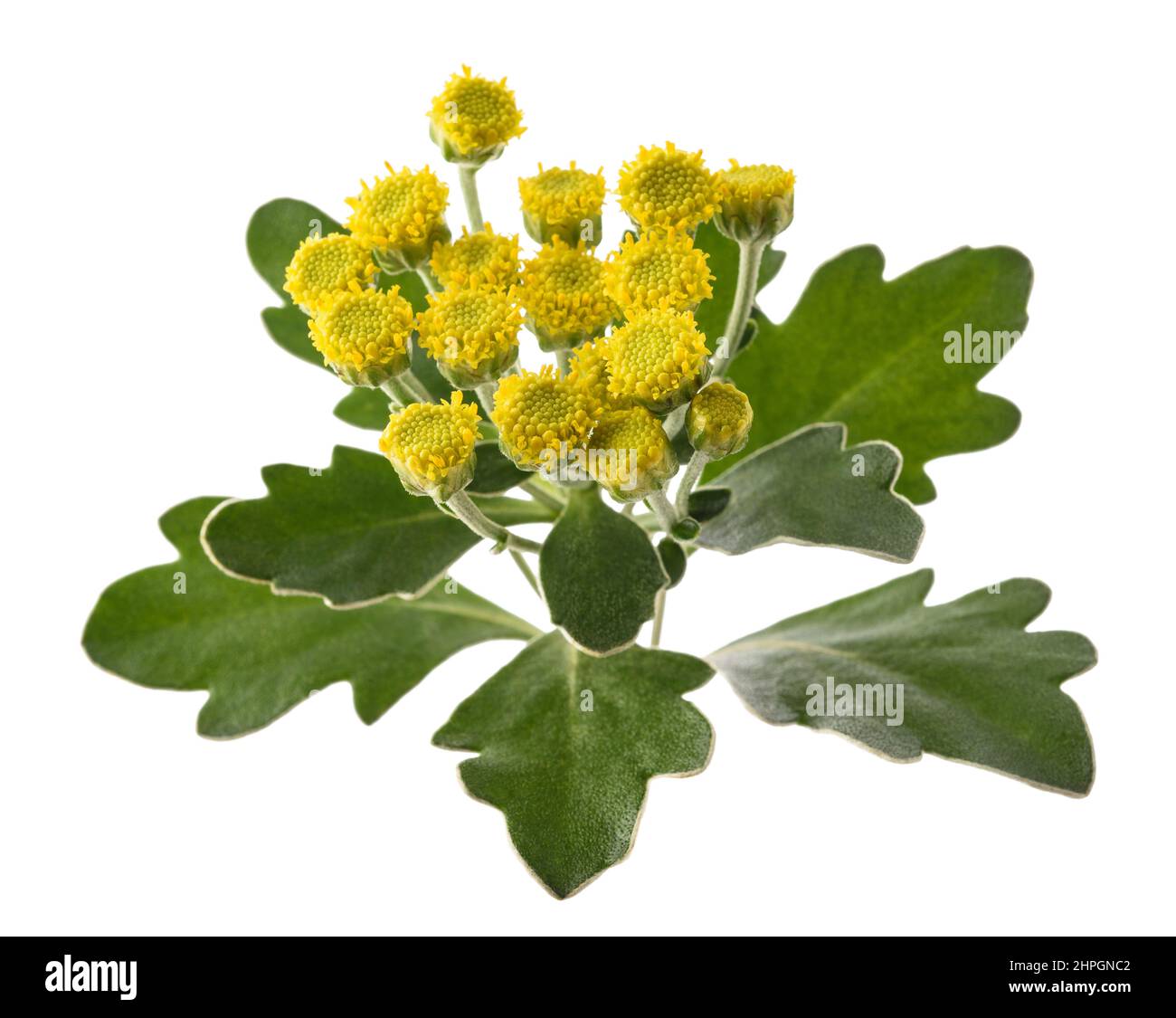 Gold und Silber Chrysantheme isoliert auf weißem Stockfoto