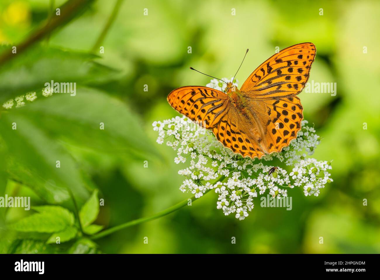 Silbergewaschene Fritillary, ein orangefarbener und schwarzer Schmetterling, sitzt auf einer weißen Blume, die in der Natur wächst. Sommertag. Verschwommener Hintergrund mit grünen Blättern. Stockfoto