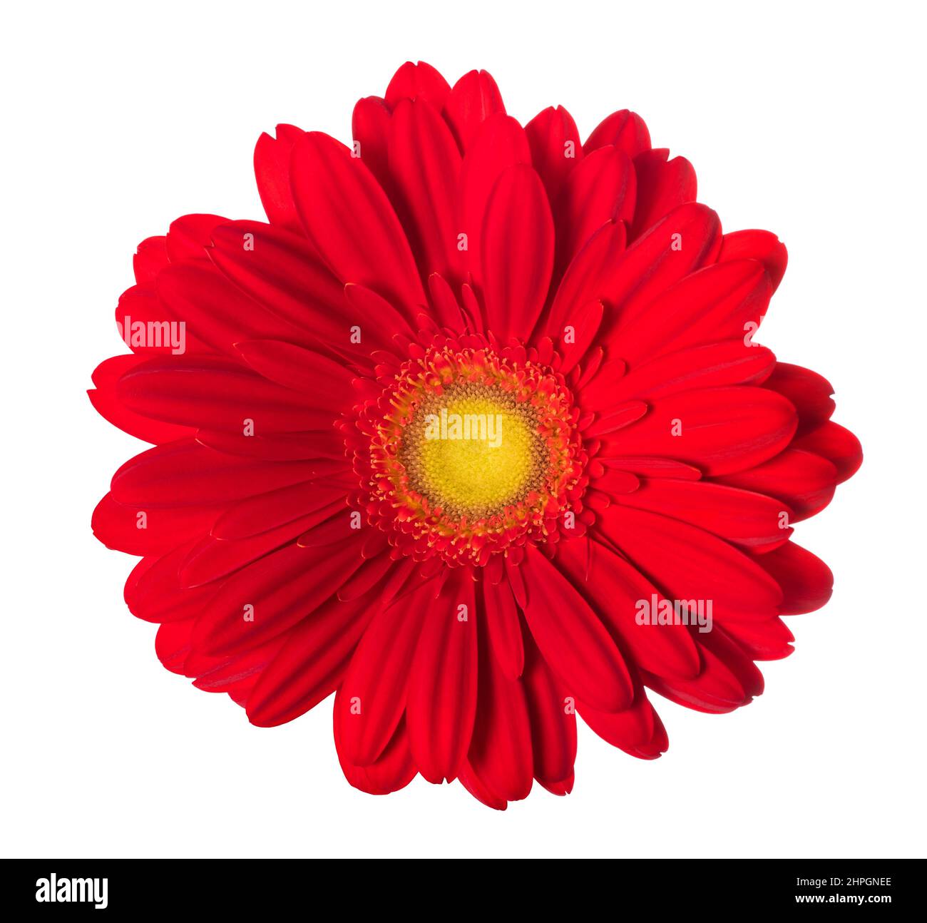 Rote Gerbera Blumen auf weißem Hintergrund Stockfoto