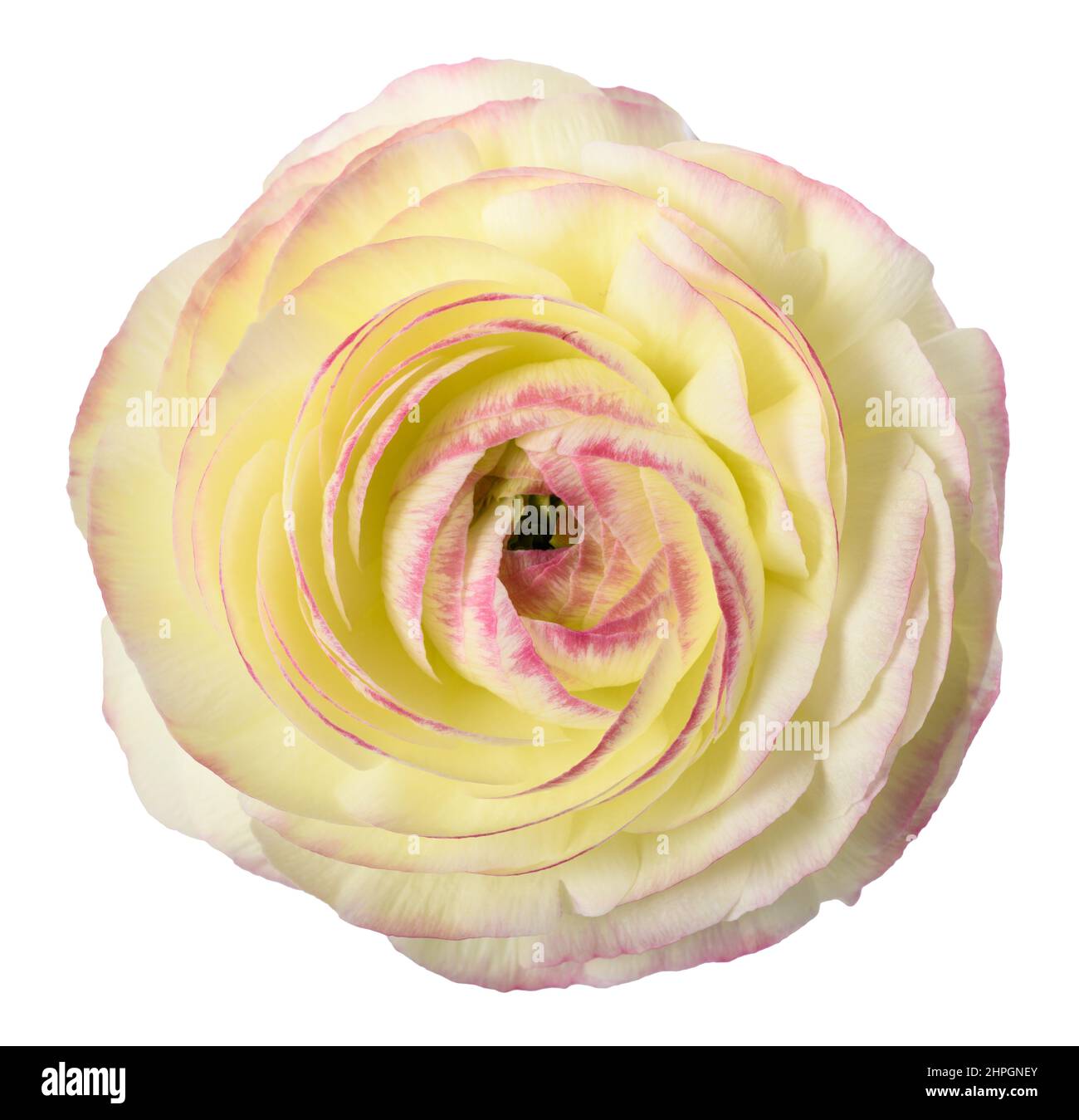 Schmetterlingsblütenkopf isoliert auf weißem Hintergrund Stockfoto