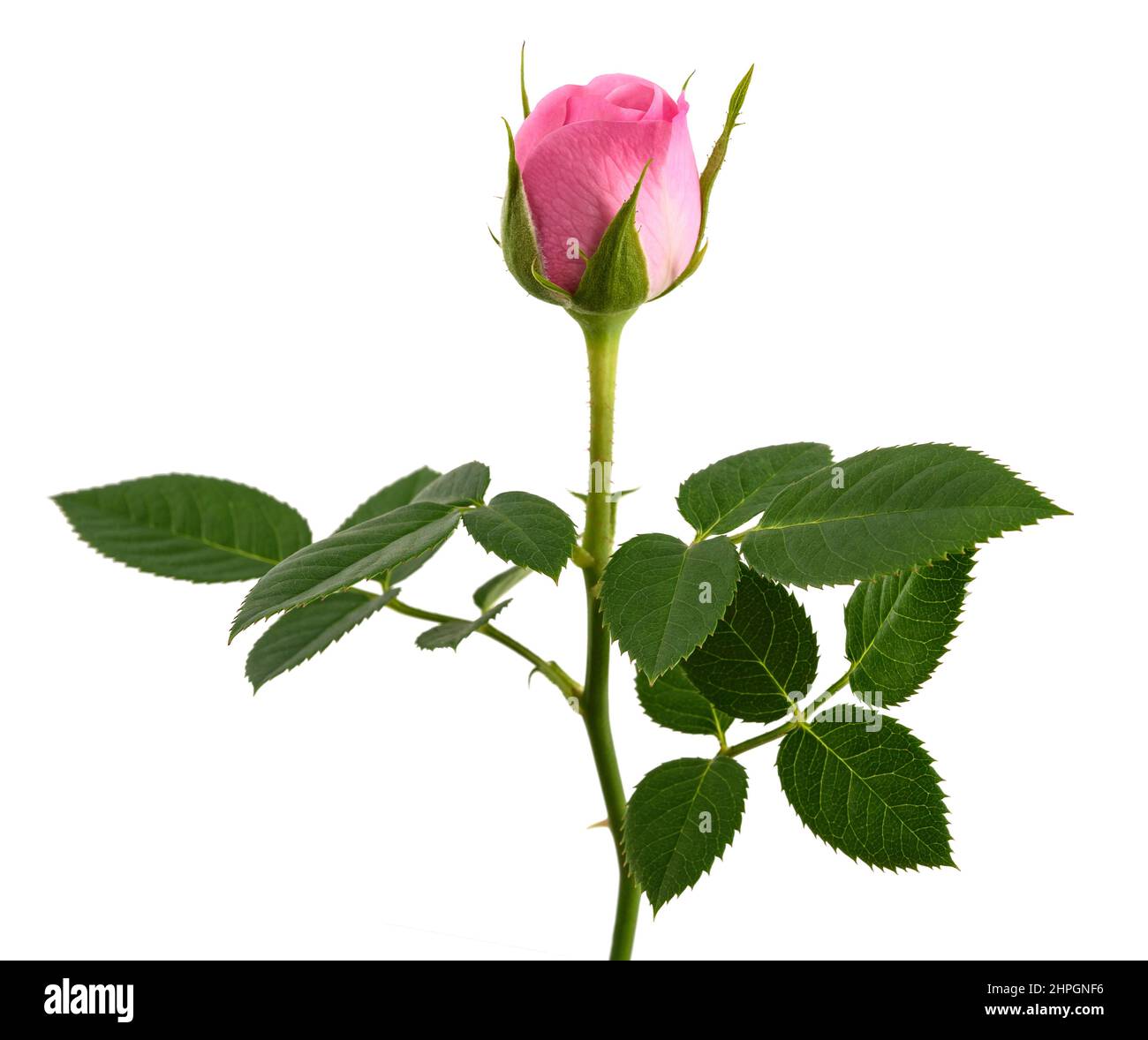 Rosa rose Blume isoliert auf weißem Hintergrund Stockfoto