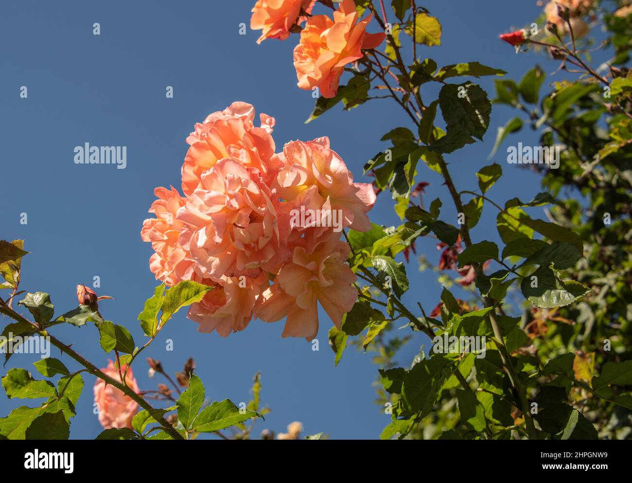 Nahaufnahme eines Zweiges eines Rosenstrauch gegen den klaren blauen Himmel mit lachsrosa Blütenblättern Stockfoto