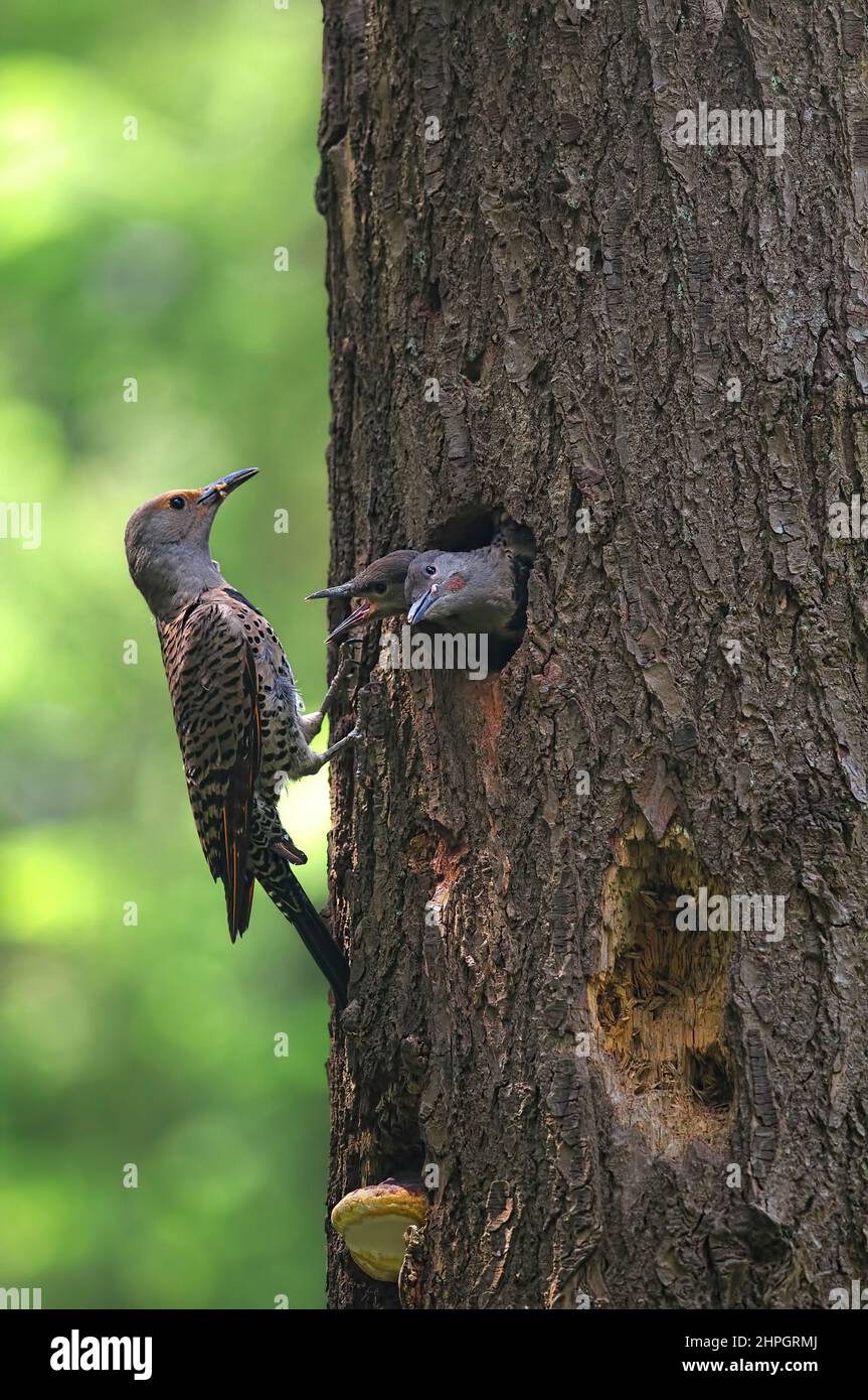 Ein weiblicher nördlicher rot-shaftierter Flicker (Colaptes auratus) füttert ihre beiden Jungen in einem Baumnest. Stockfoto