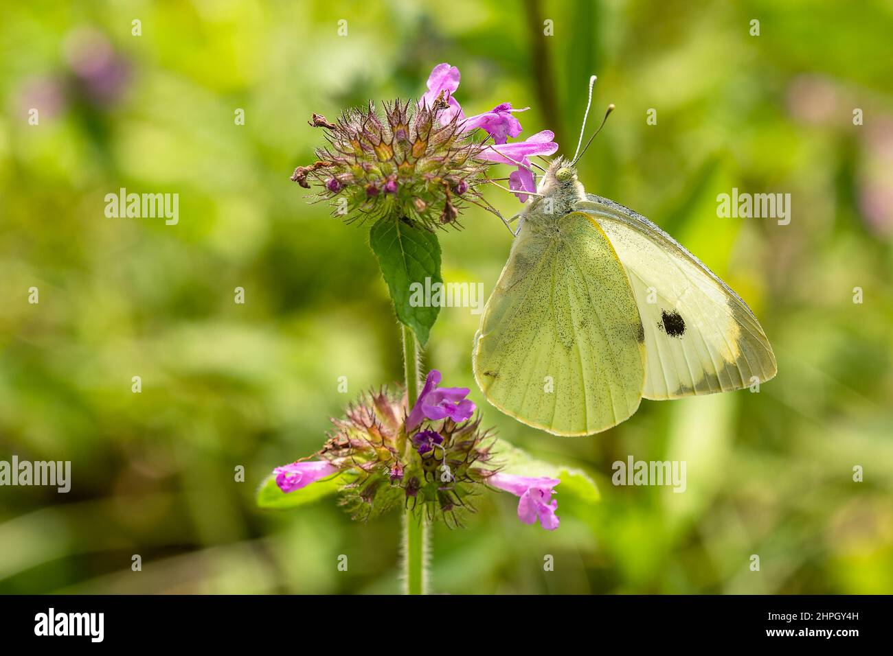 Weißer und gelber Kohlschmetterling mit schwarzem Punkt, sitzend auf einer winzigen violetten Blume, die auf einer Wiese wächst, die Nektar saugt. Sonniger Sommertag. Verschwommenes Grün Stockfoto