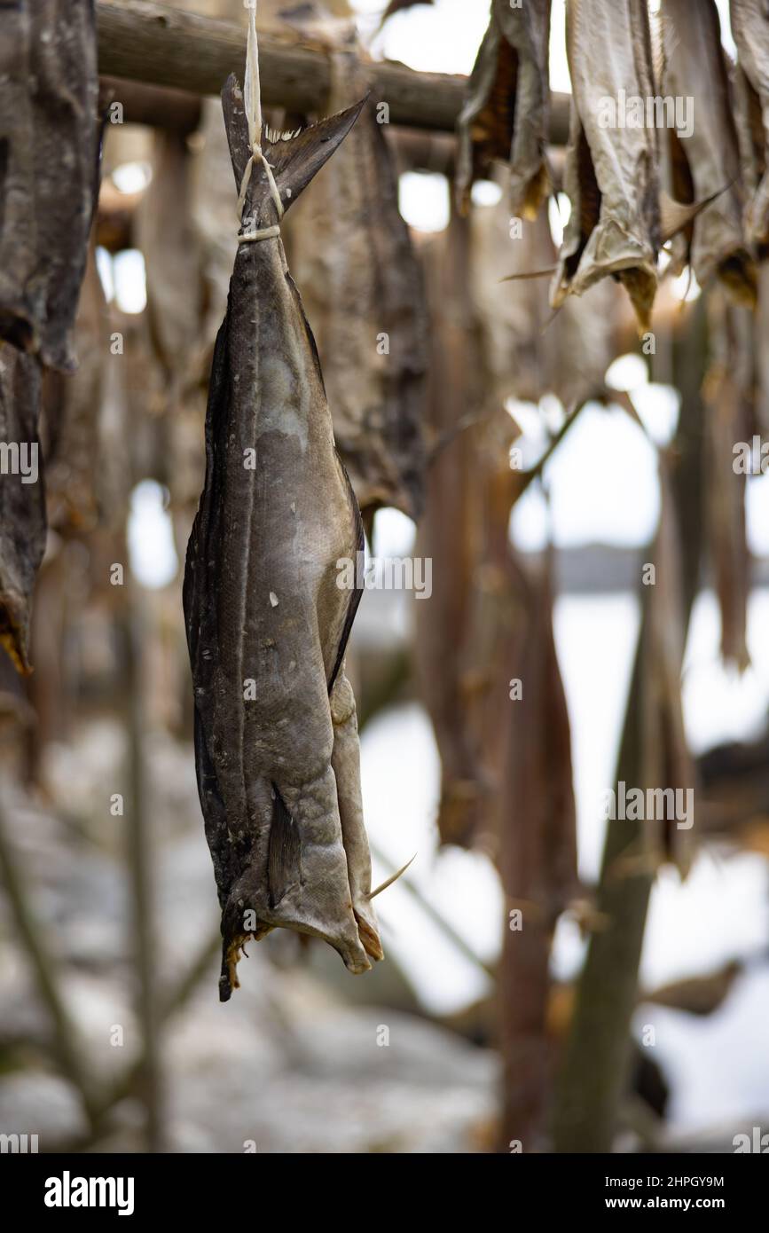 Nahaufnahme der Dorschfischtrocknung auf traditionellen Holzregalen auf den Lofoten, Norwegen, Europa Stockfoto