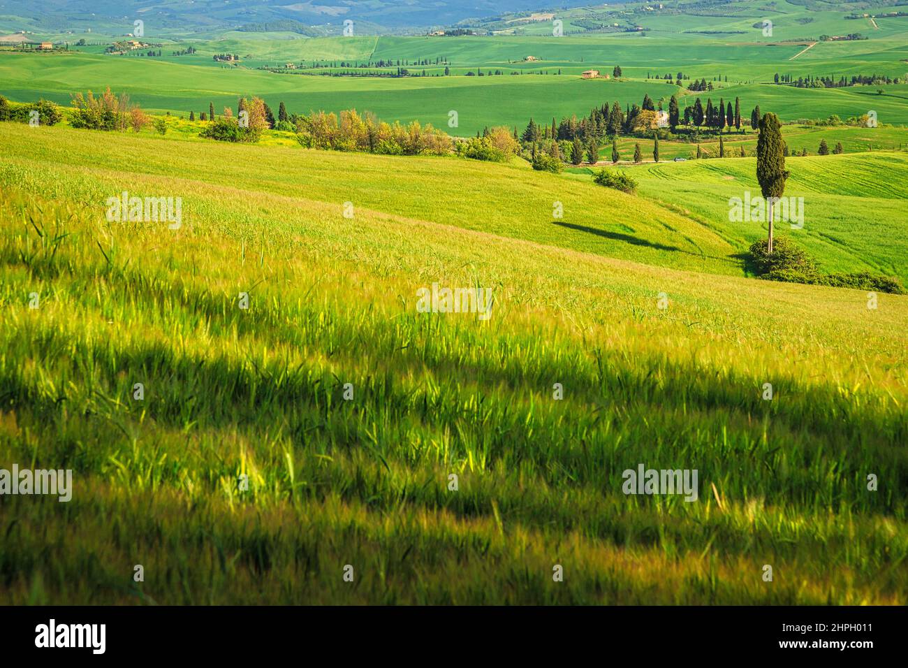 Landschaft mit Zypressen in der Region Val d'Orcia in der Toskana, Italien. Stockfoto