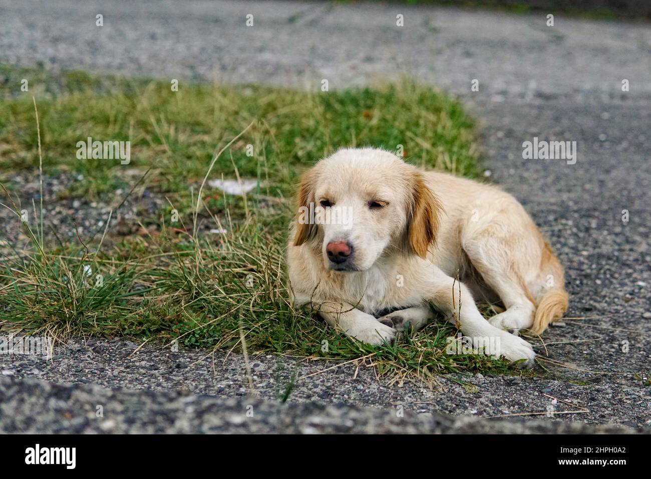 Heimatlos niedlichen Welpen mit traurigen Augen auf der Straße der Stadt. Kleiner verlassene Hund, Haustier. Tierpflege, Tiermedizin, das Problem der obdachlosen Tiere. Stockfoto