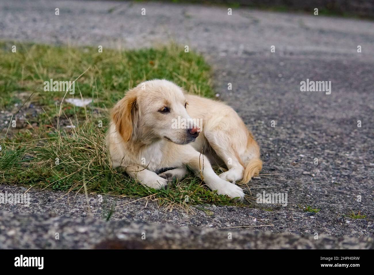 Heimatlos niedlichen Welpen mit traurigen Augen auf der Straße der Stadt. Kleiner verlassene Hund, Haustier. Tierpflege, Tiermedizin, das Problem der obdachlosen Tiere. Stockfoto