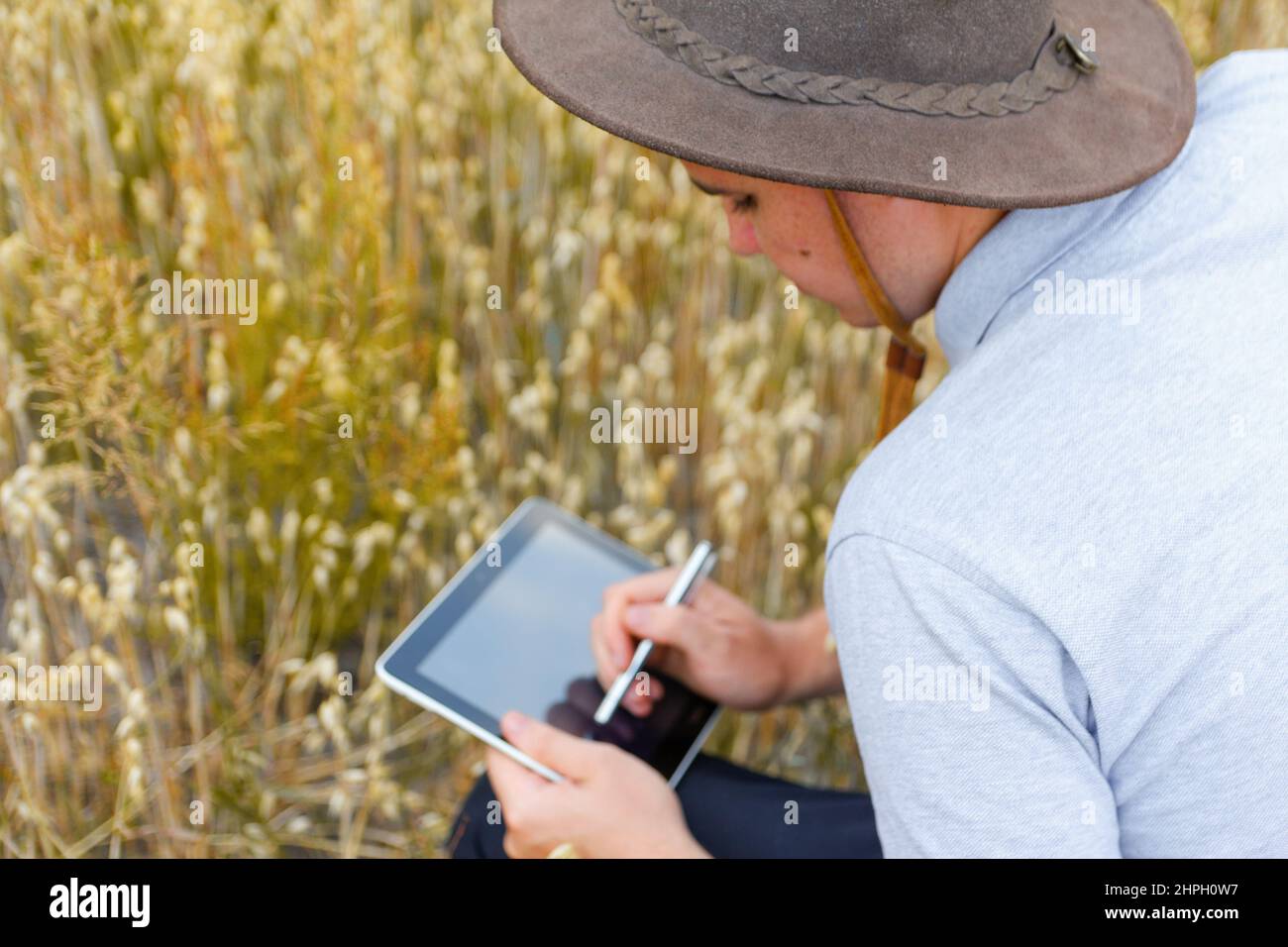 Digitale Farm. Porträt eines Bauern, der im goldenen Weizenfeld sitzt und auf dem Tablet scrollt. Junger Mann mit Cowboyhut auf dem Feld, der Weizenernte untersucht. Hafer Stockfoto