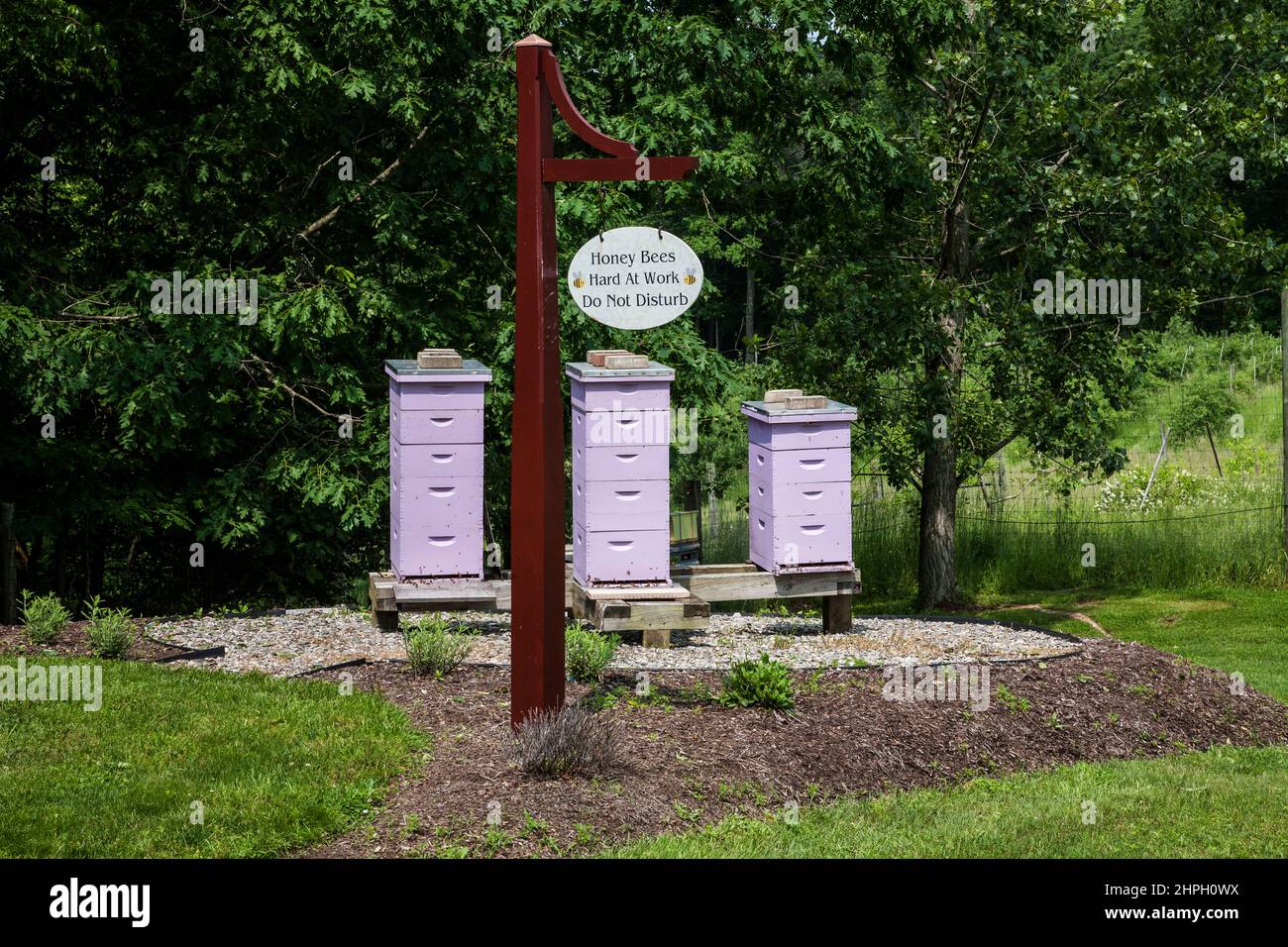 Drei Lavendel Bienenstock-Boxen sammeln Honig auf Orchard View Lavender Farm, New Jersey, USA, NJ US Save the Bees, Bienenhotel Stockfoto