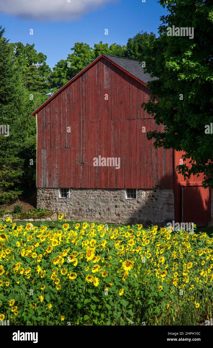 Red Barn and Sunflowers Field and Farmland, New York, USA NY US Farm Land Flowers Vertical Farming Stockfoto