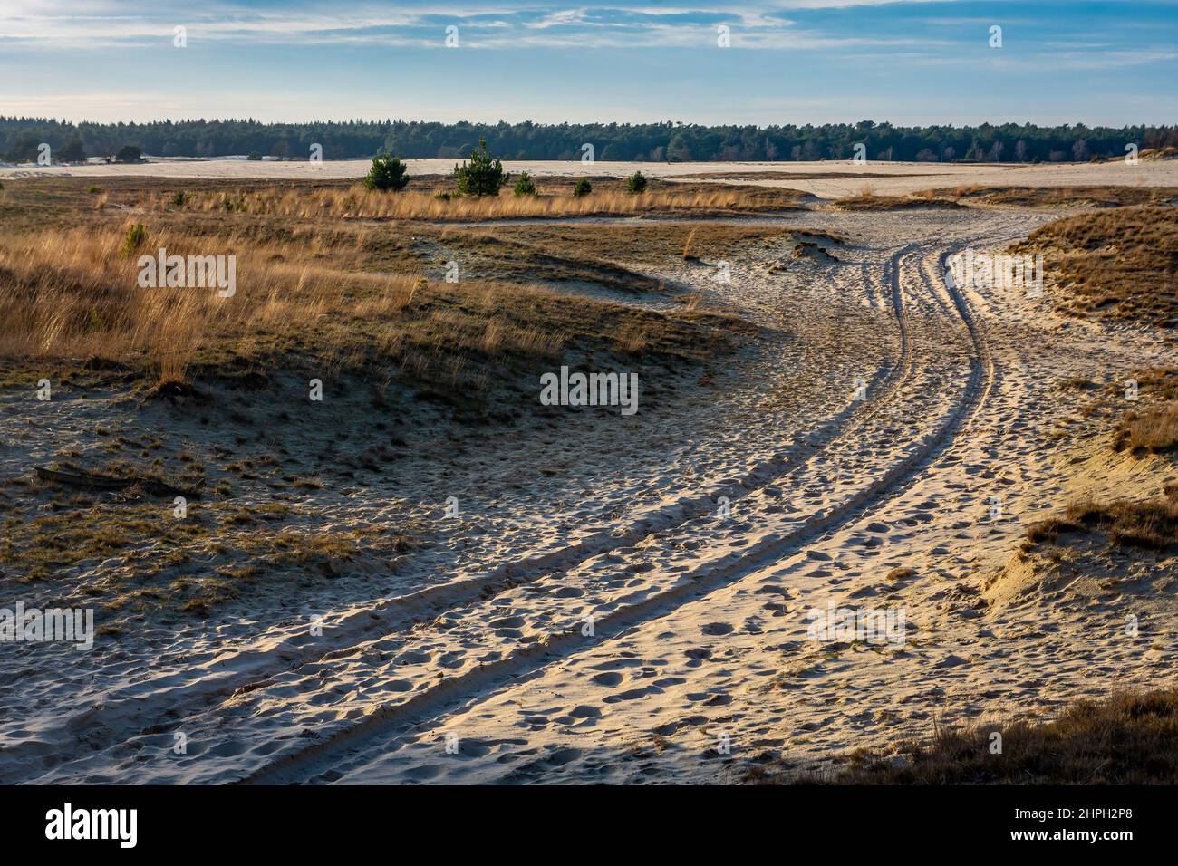 Weite Landschaft des niederländischen Nationalparks Loonse en Drunense duinen mit Autoreifenspuren im Sand Stockfoto