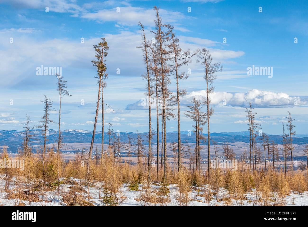 Landschaft mit Wäldern, die von Windwehen betroffen sind. Der kommende Frühling im Nationalpark hohe Tatra, Slowakei, Europa. Stockfoto
