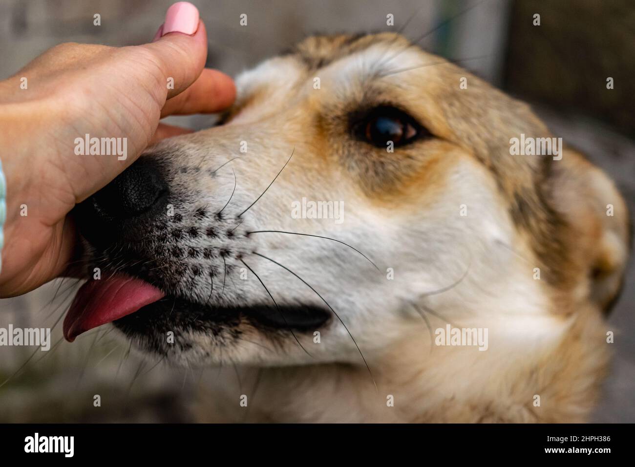 Hund Leckt Sich Ständig In Der Leiste Hund leckt sich die nase -Fotos und -Bildmaterial in hoher Auflösung