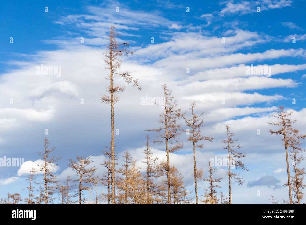 Landschaft mit Wäldern, die von Windwehen betroffen sind. Stockfoto