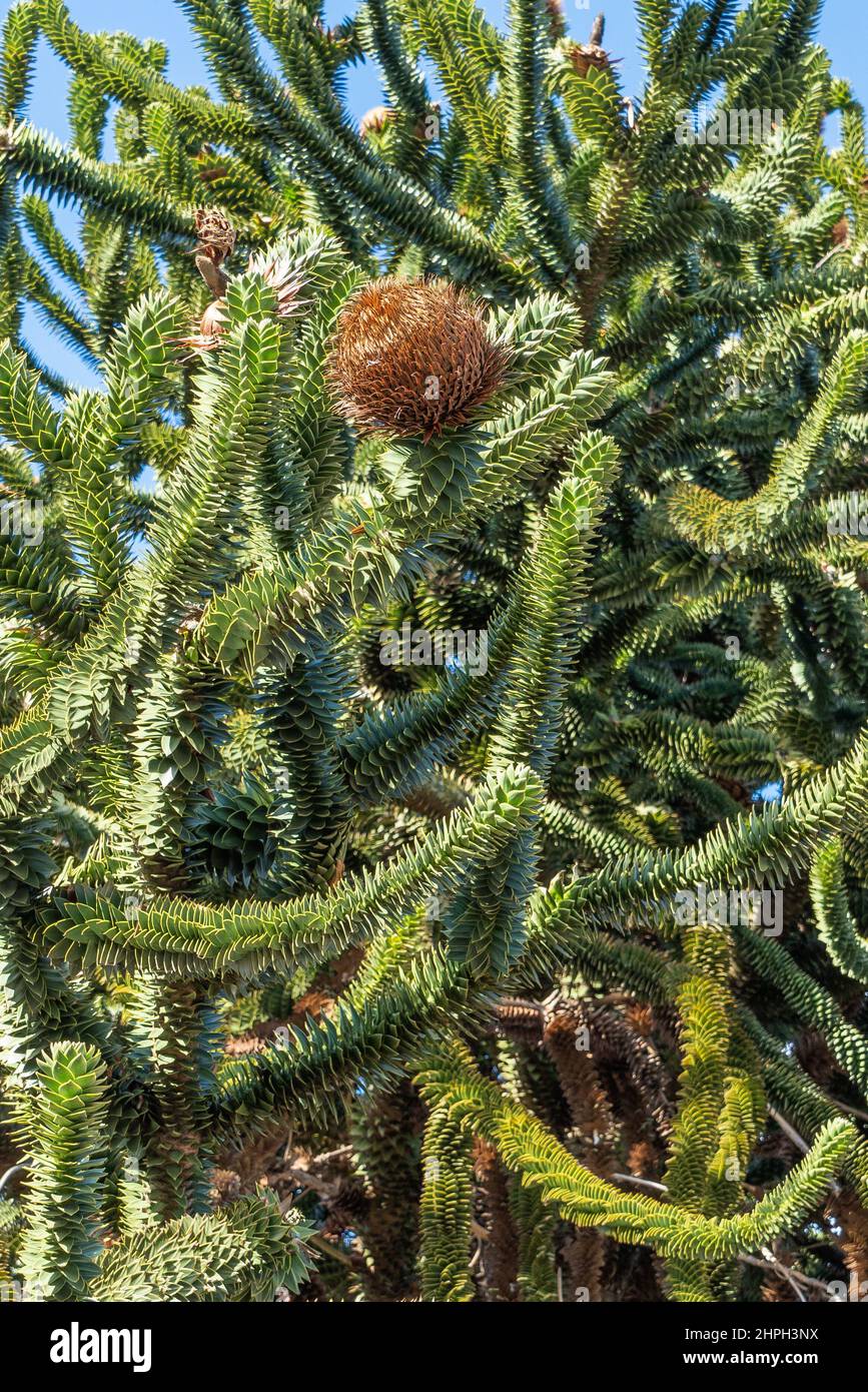 Affe Puzzle-Baum, Araucaria araucana, immergrüner Baum, heimische südlichen Chile, westlichen Argentinien, widerstandsbarste Arten, Nadelbaum, Grün, Stachel, steif, Blatt Stockfoto